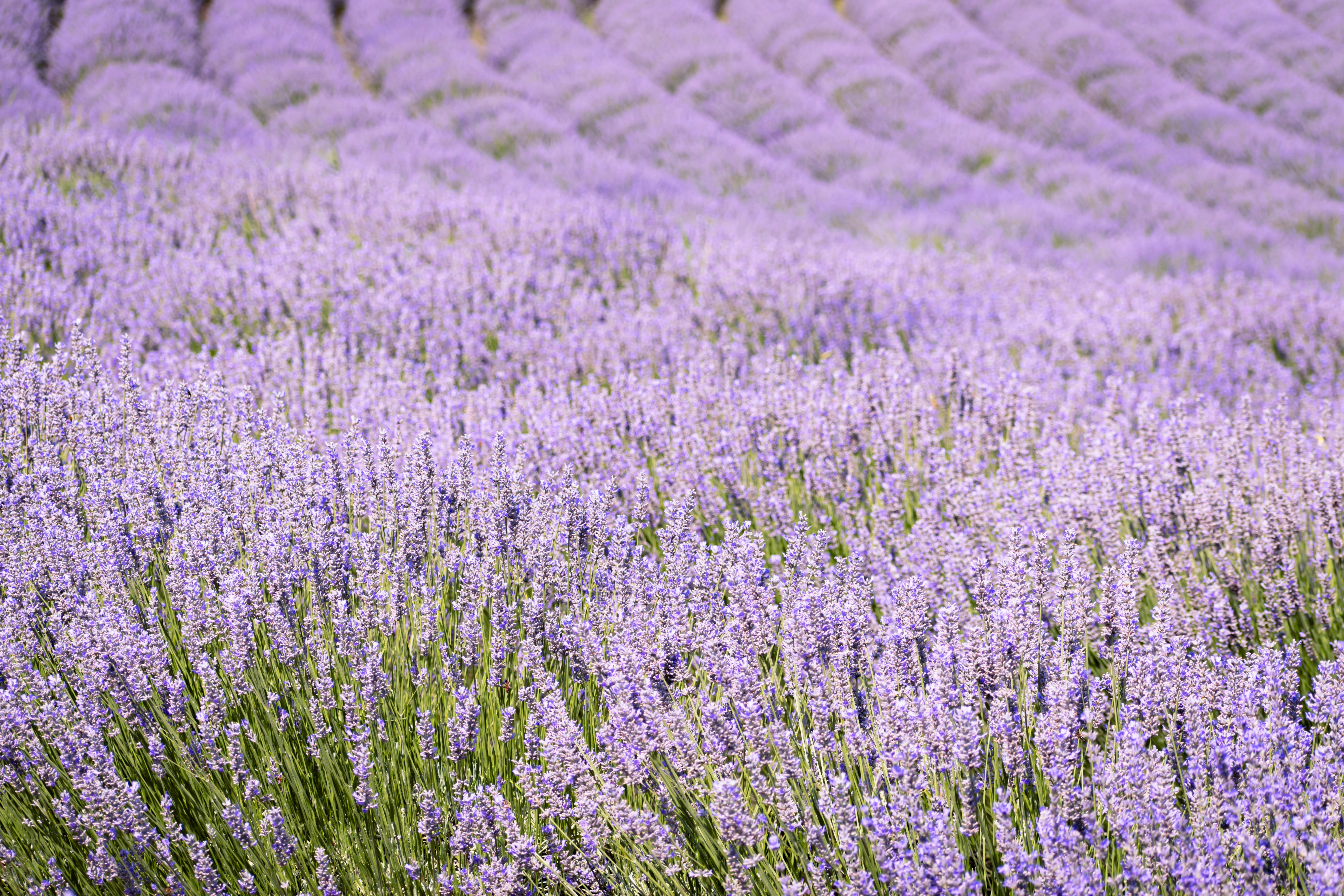 A field full of lavender flowers with trees in the background