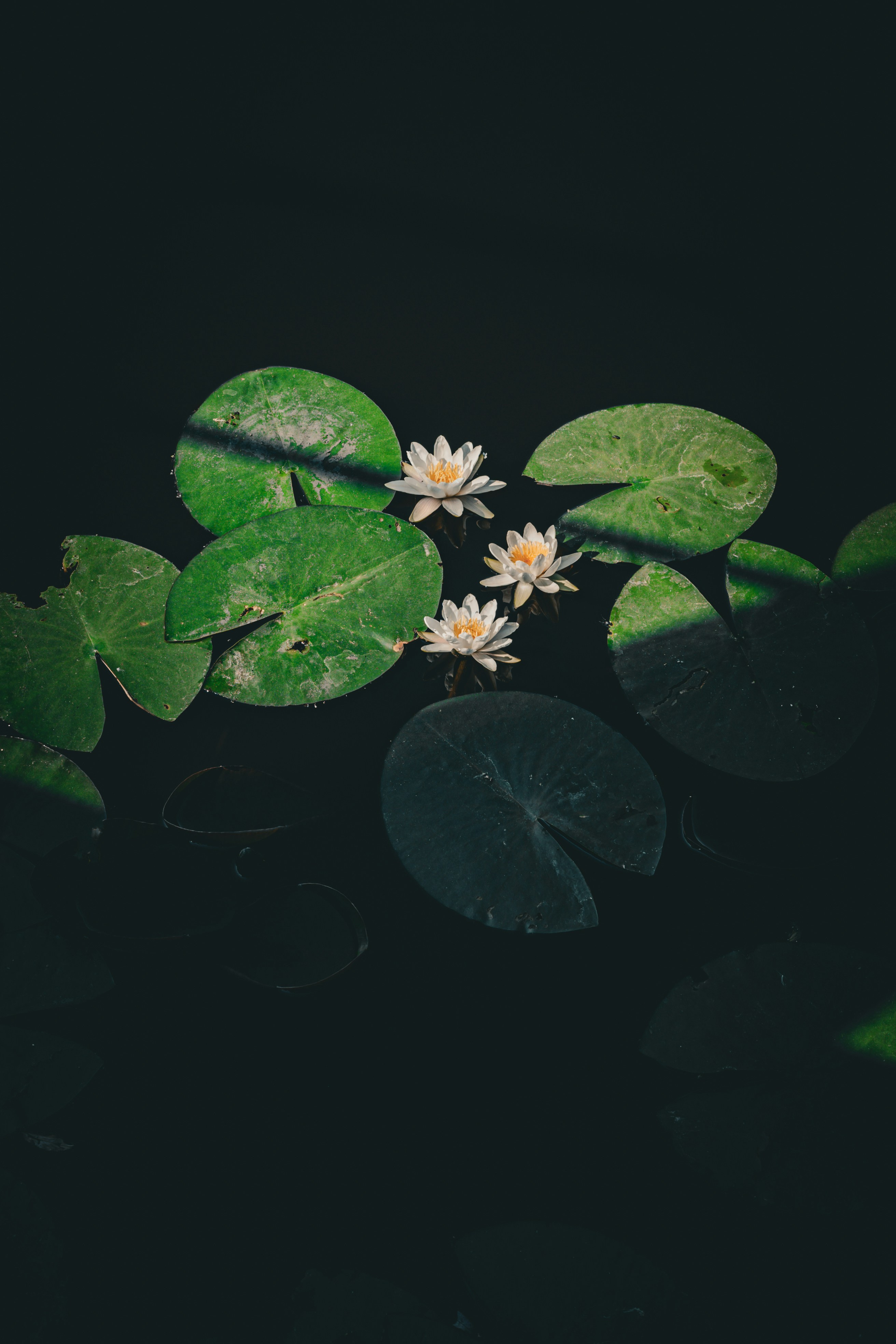 Photo by kishorevaddadi