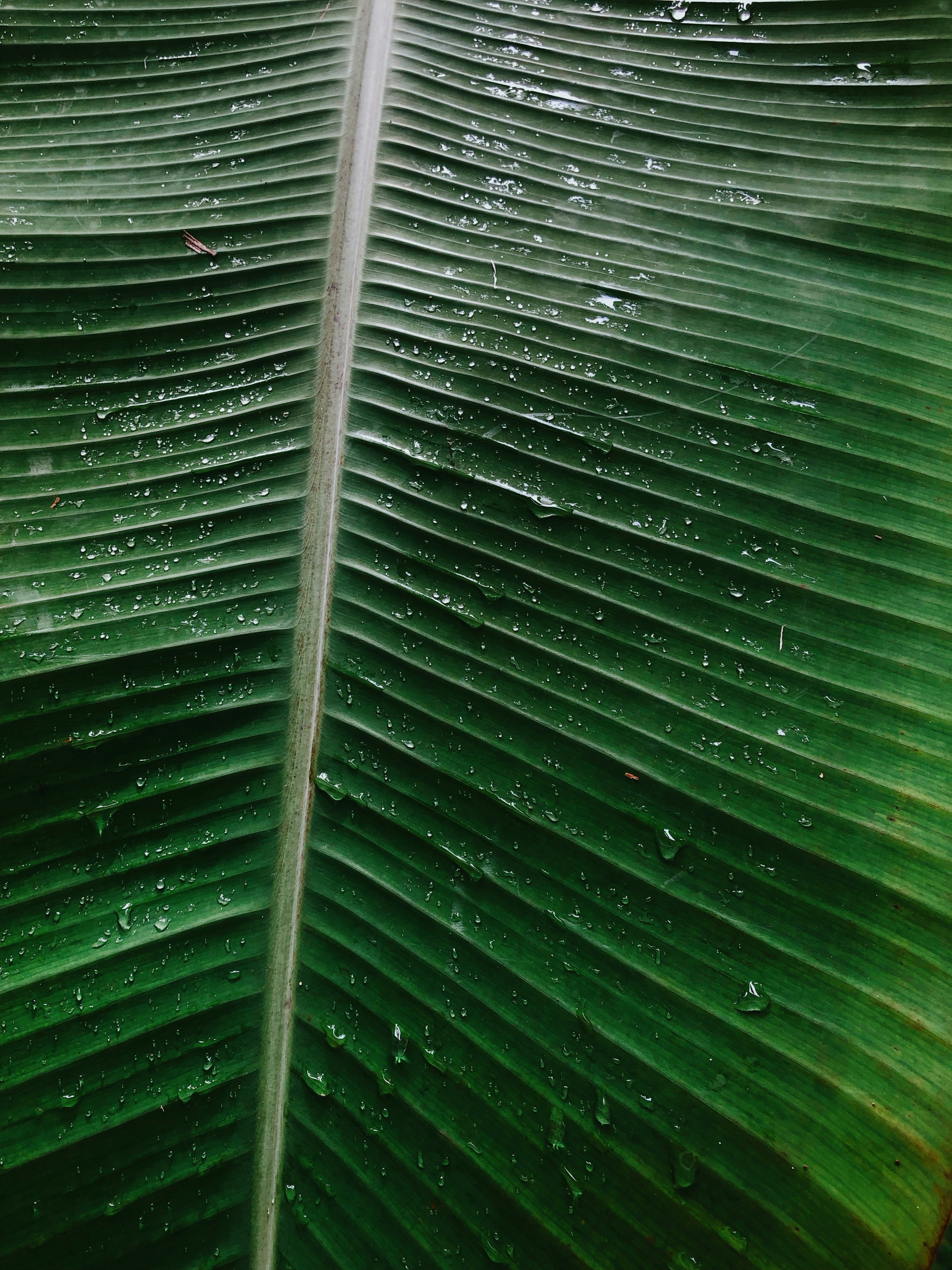 Piruza Isoyan (@piruza) | Comunidade de fotos da Unsplash