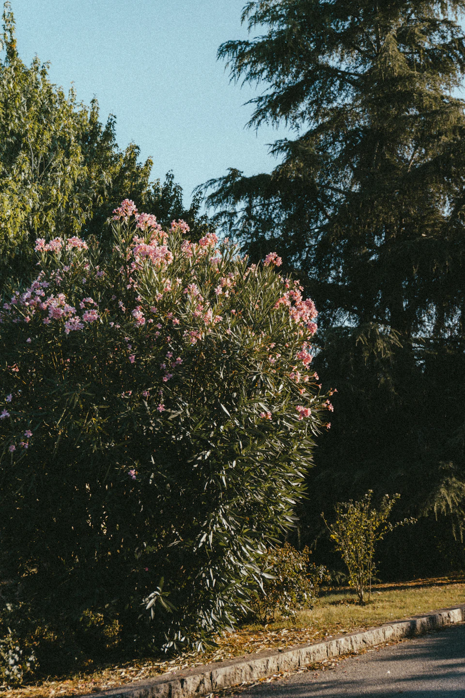 The image depicts a serene garden scene with a large tree on the left side, its branches heavy with pink flowers that add a vibrant splash of color to the otherwise green landscape. The tree is surrounded by other trees and bushes, creating a sense of depth and complexity in the composition. In the foreground, there's a sidewalk running parallel to the tree, leading the viewer's eye towards it.