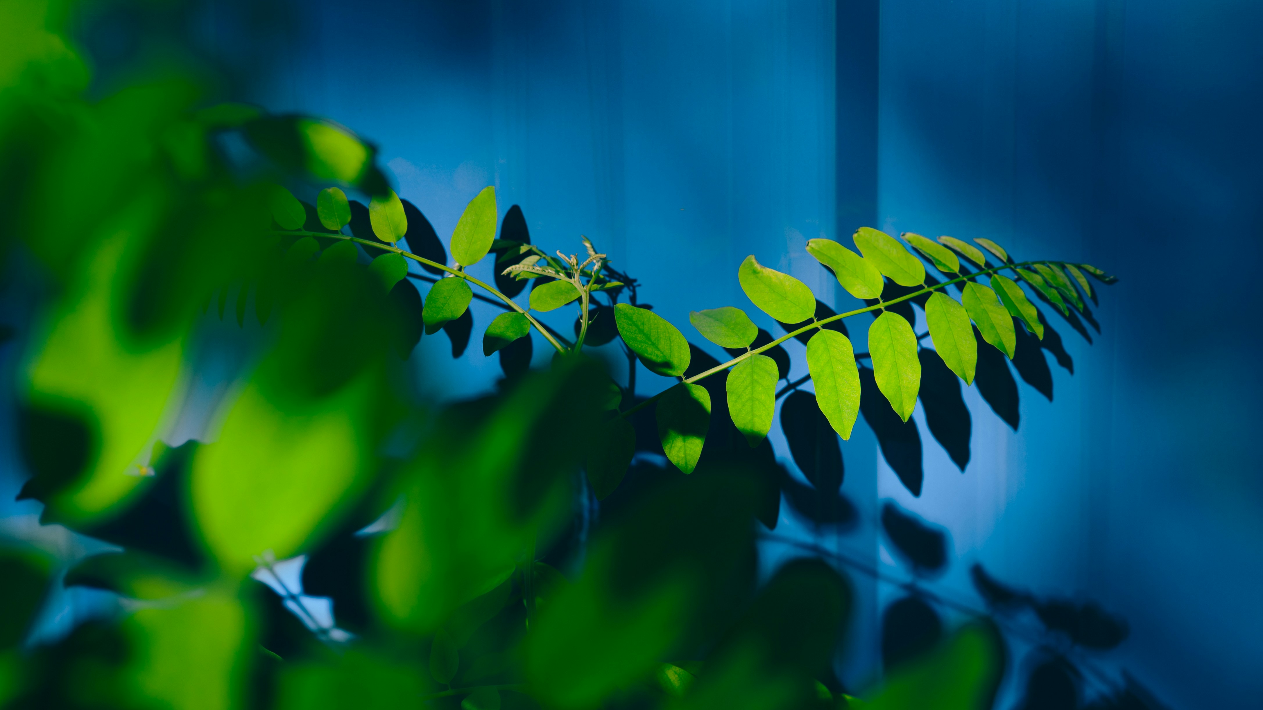 Photo by peek_a_boo_who