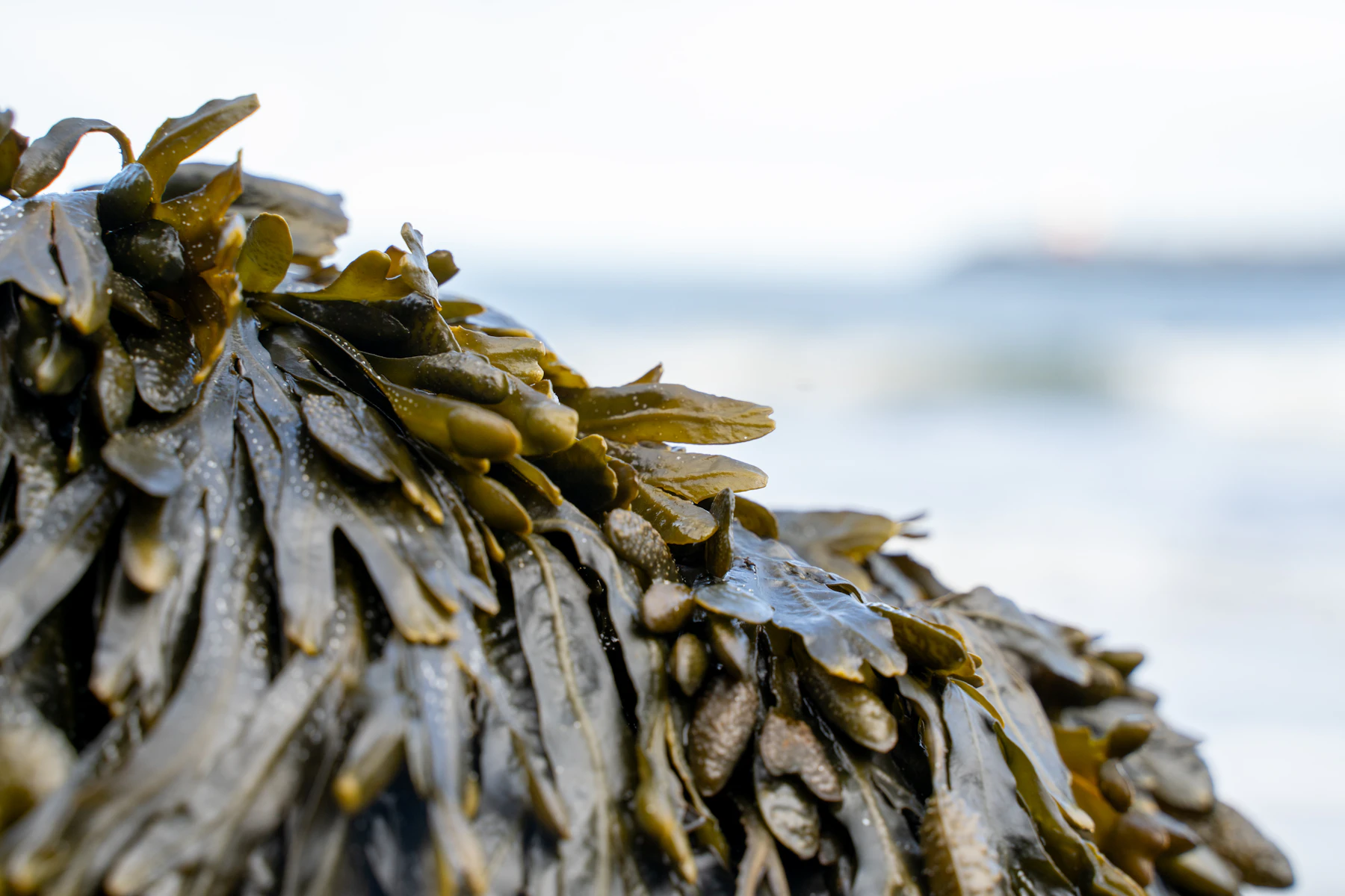 Brown seaweed draped over a rock, with the sea out of focus behind it