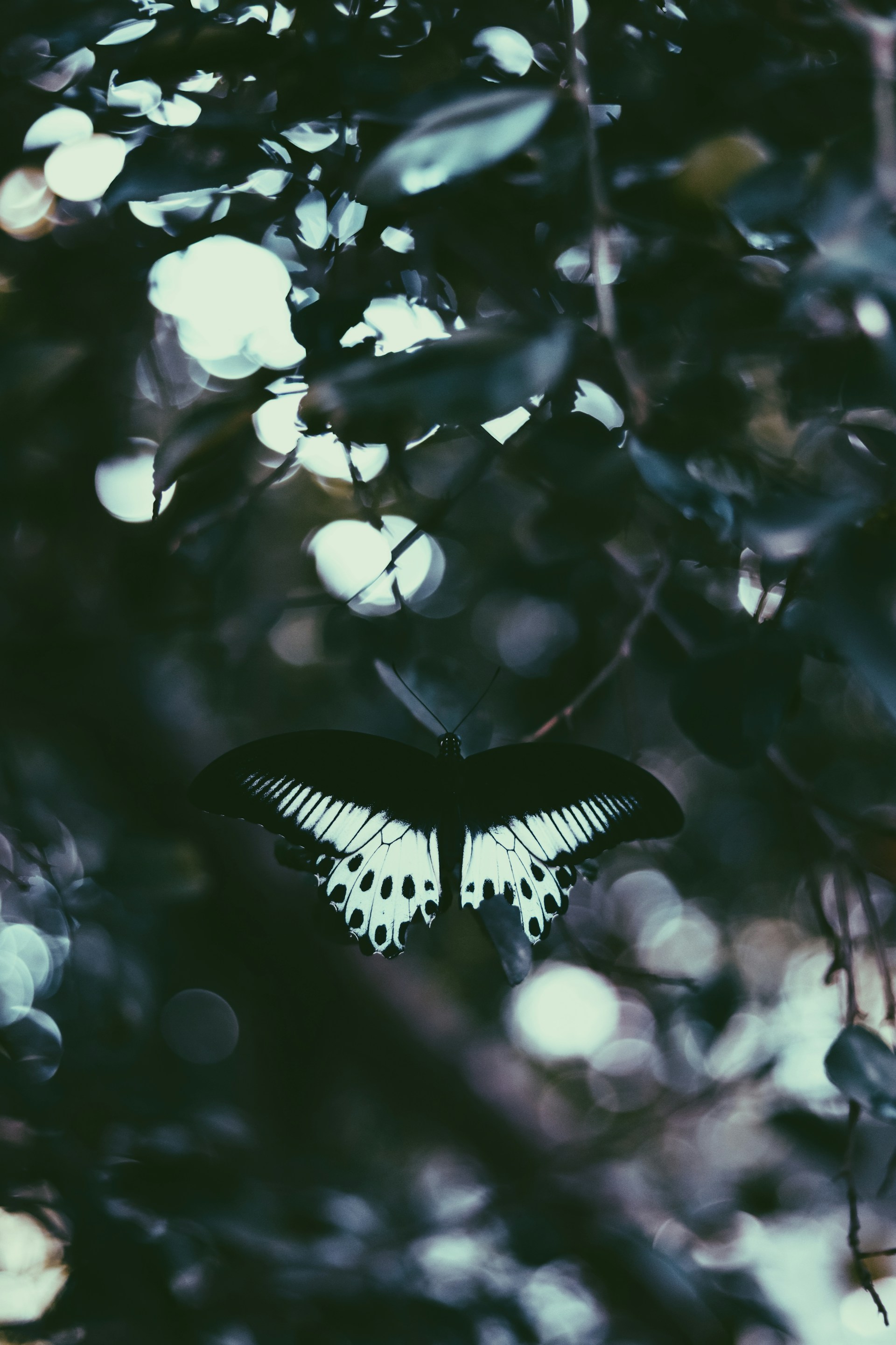 A black and white butterfly sitting on top of a tree