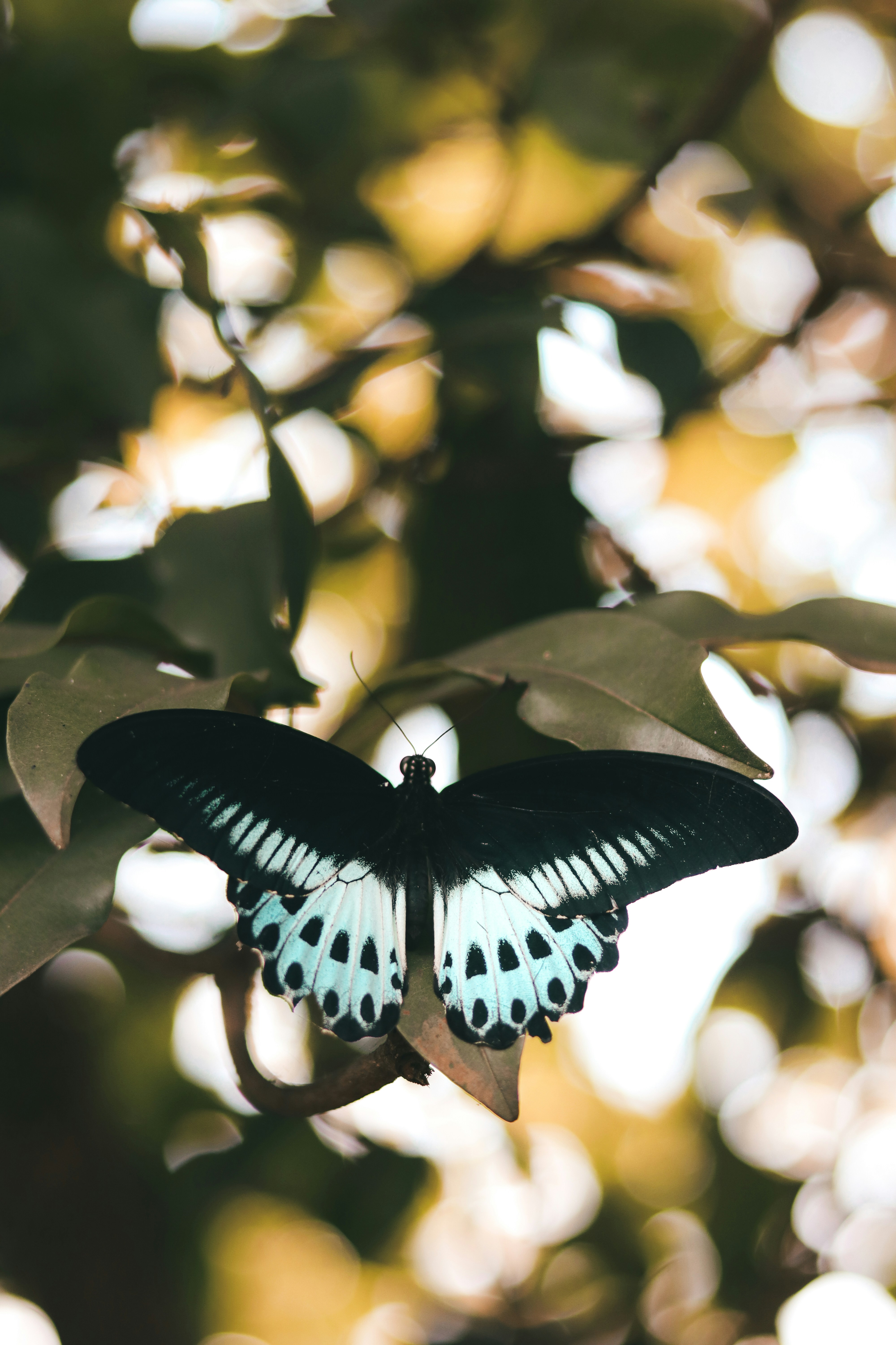 Photo by dhilipantony