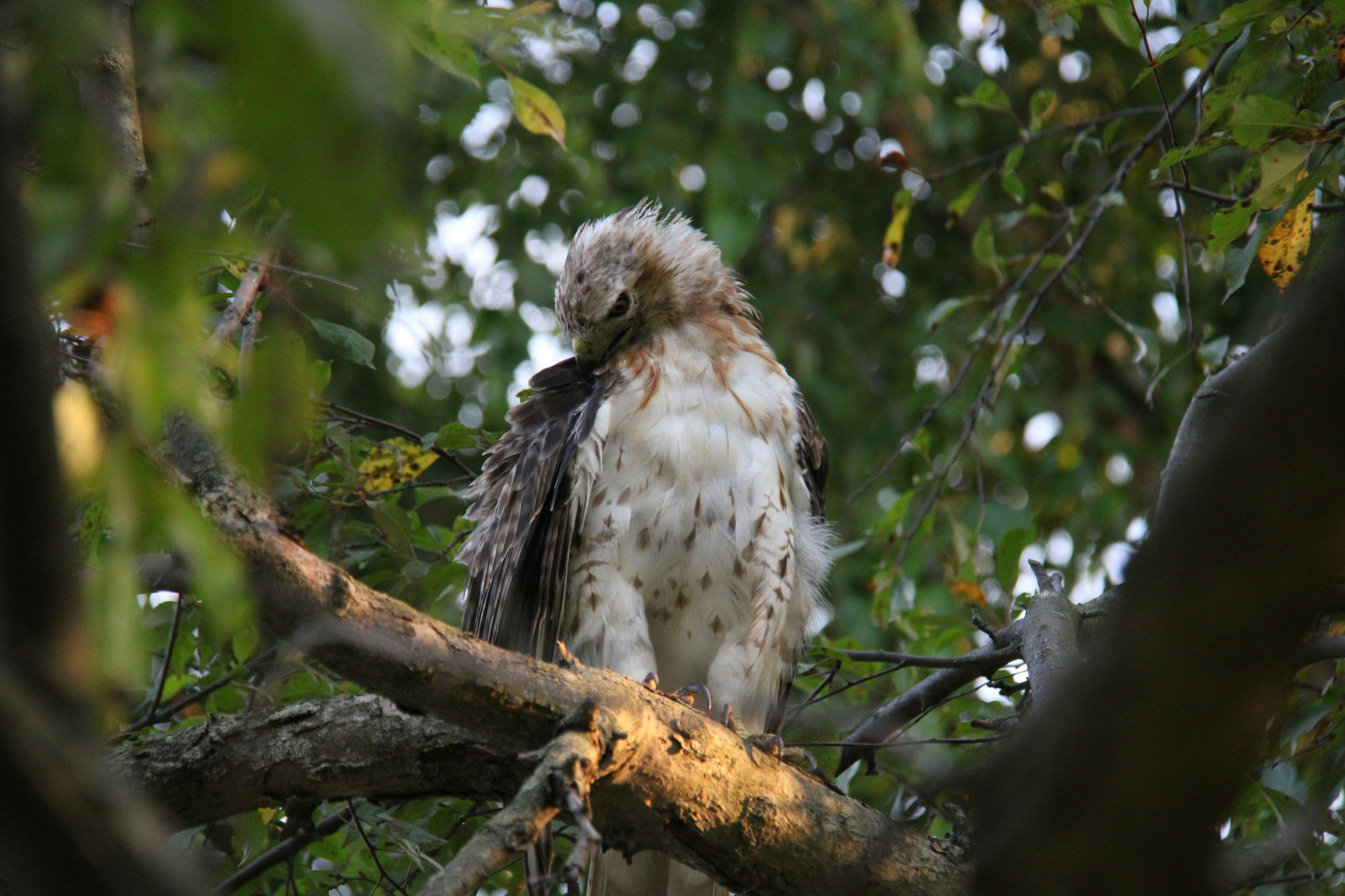 A large bird perched on top of a tree branch