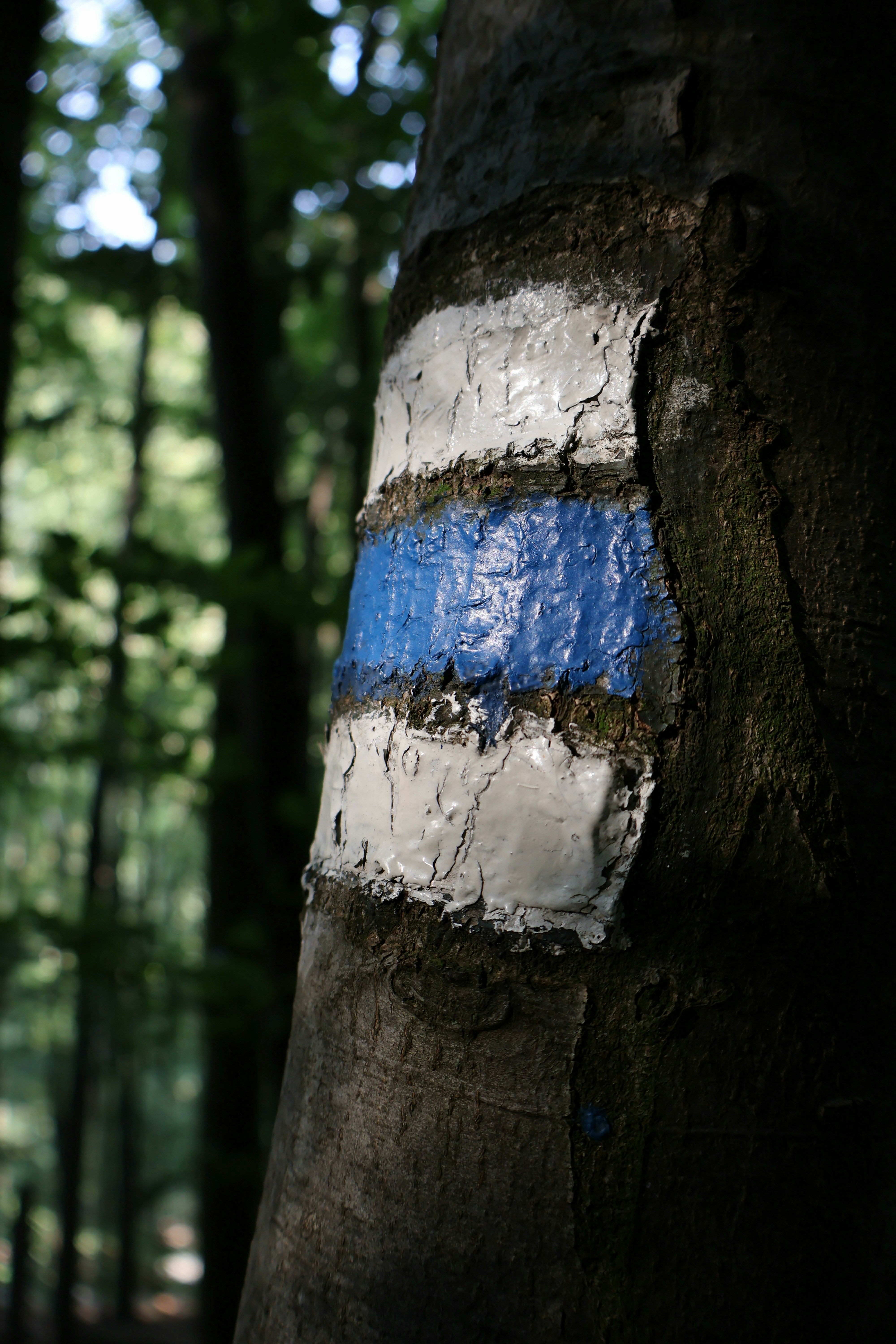 Photo by martin_lednar