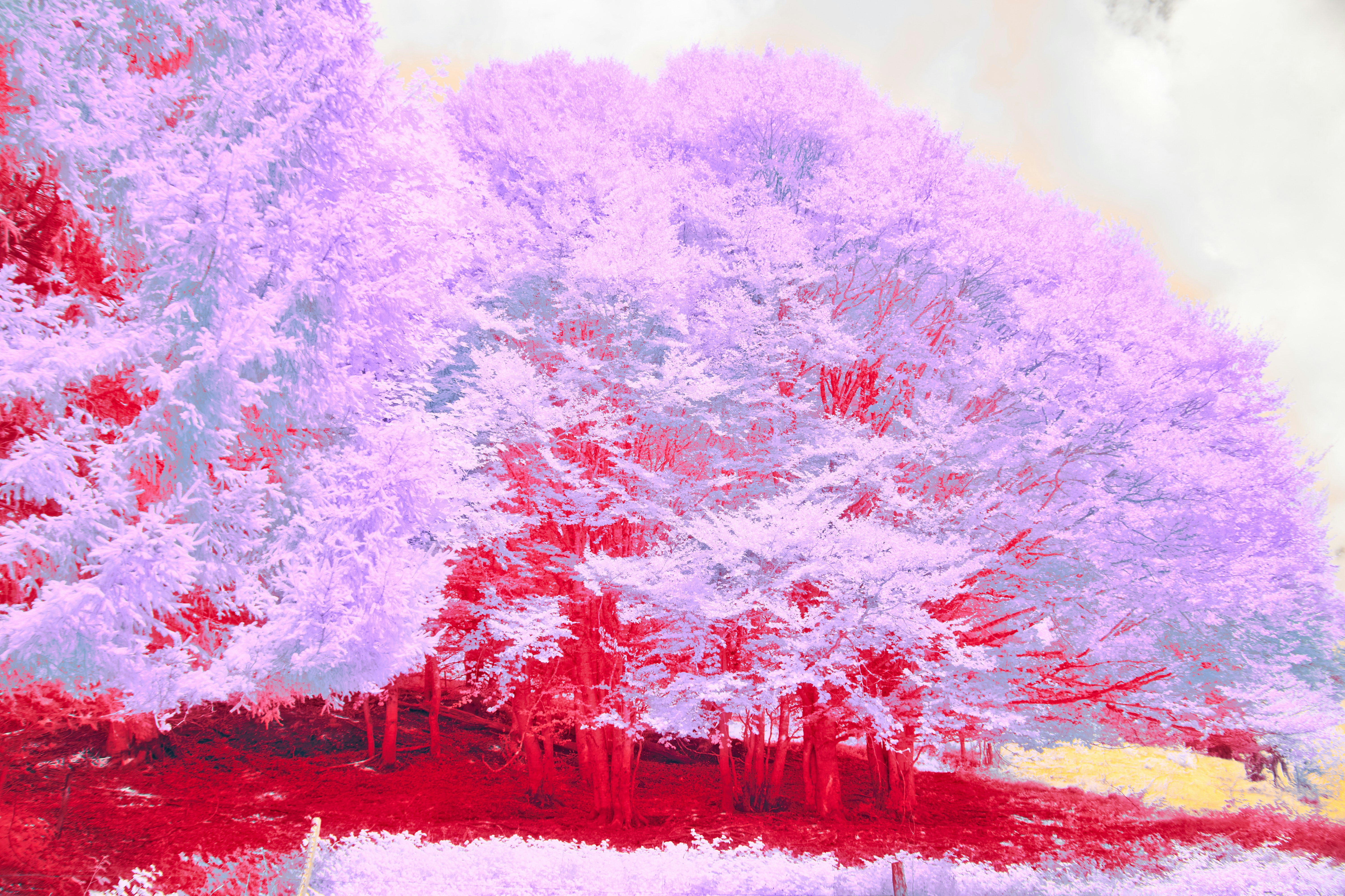 Photo by wolfgang_hasselmann