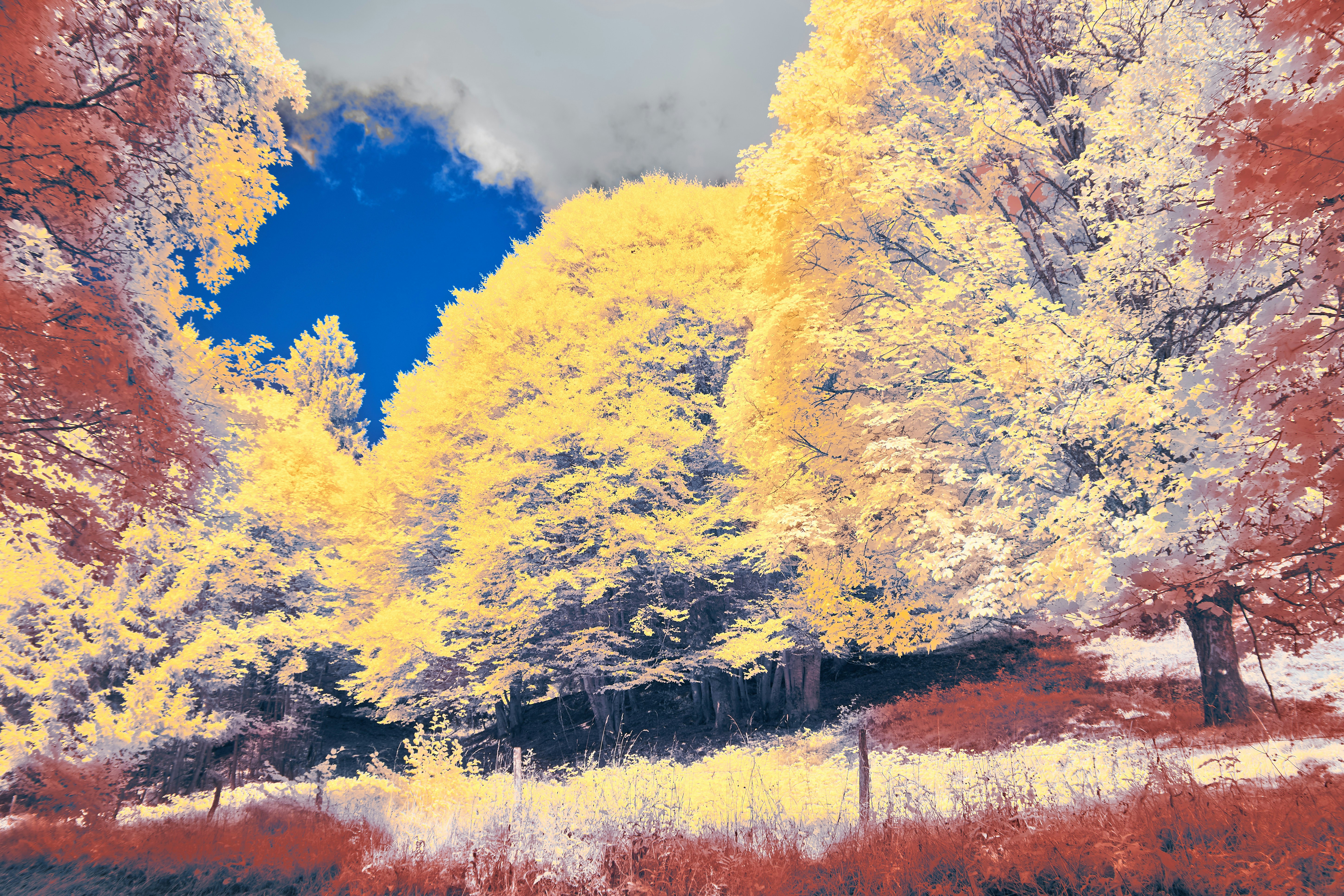 Photo by wolfgang_hasselmann