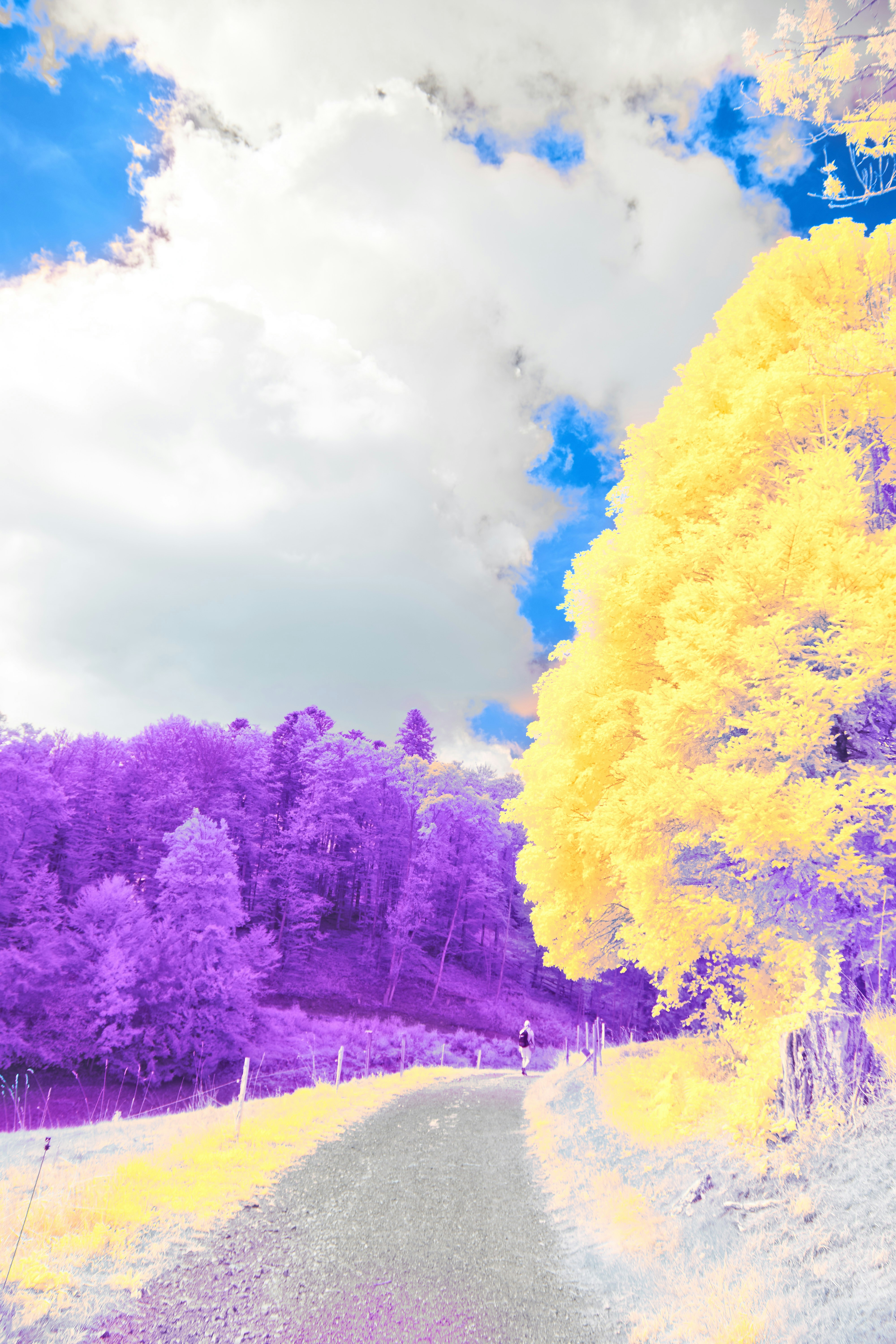 Photo by wolfgang_hasselmann