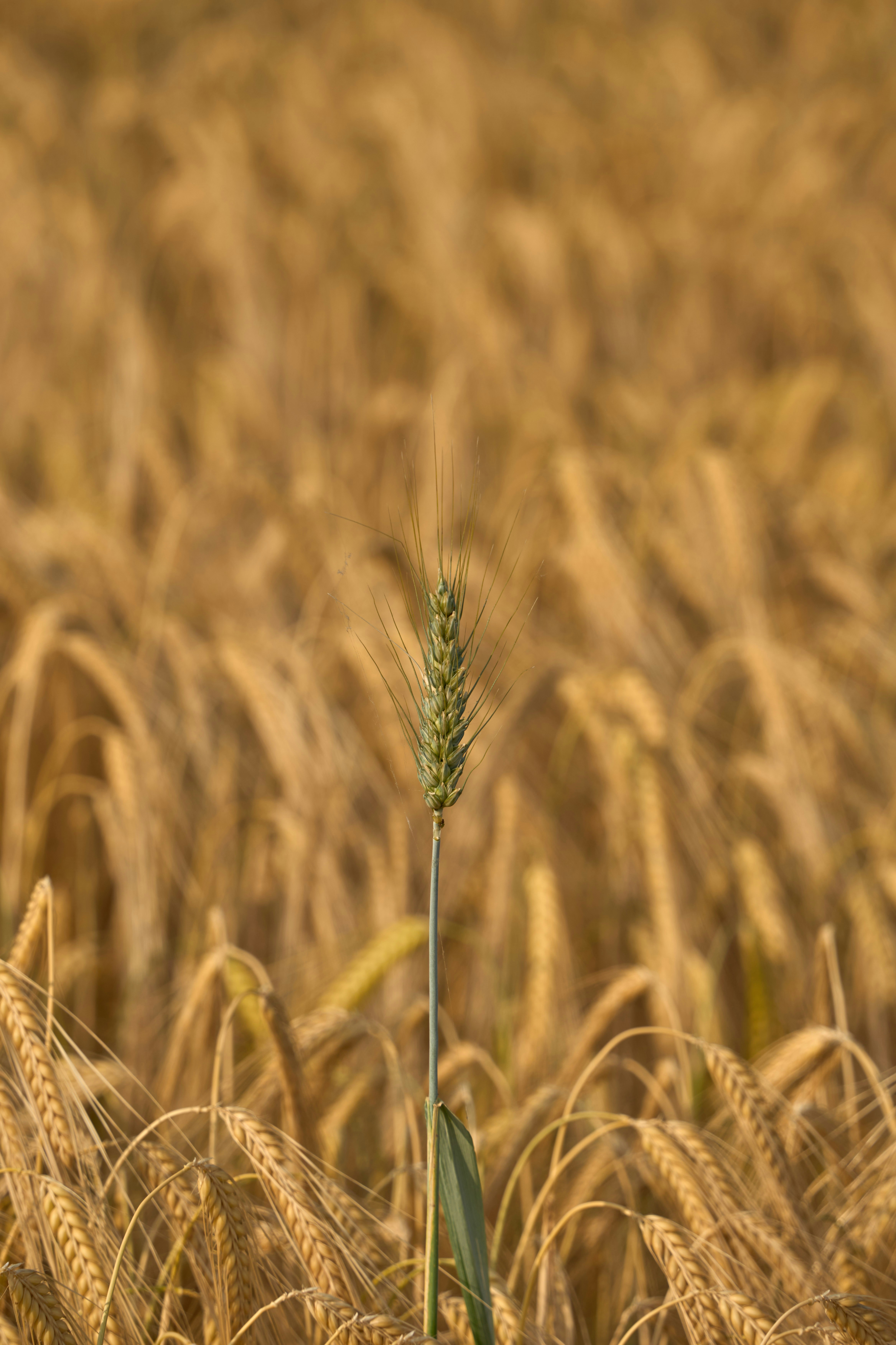 Photo by wolfgang_hasselmann