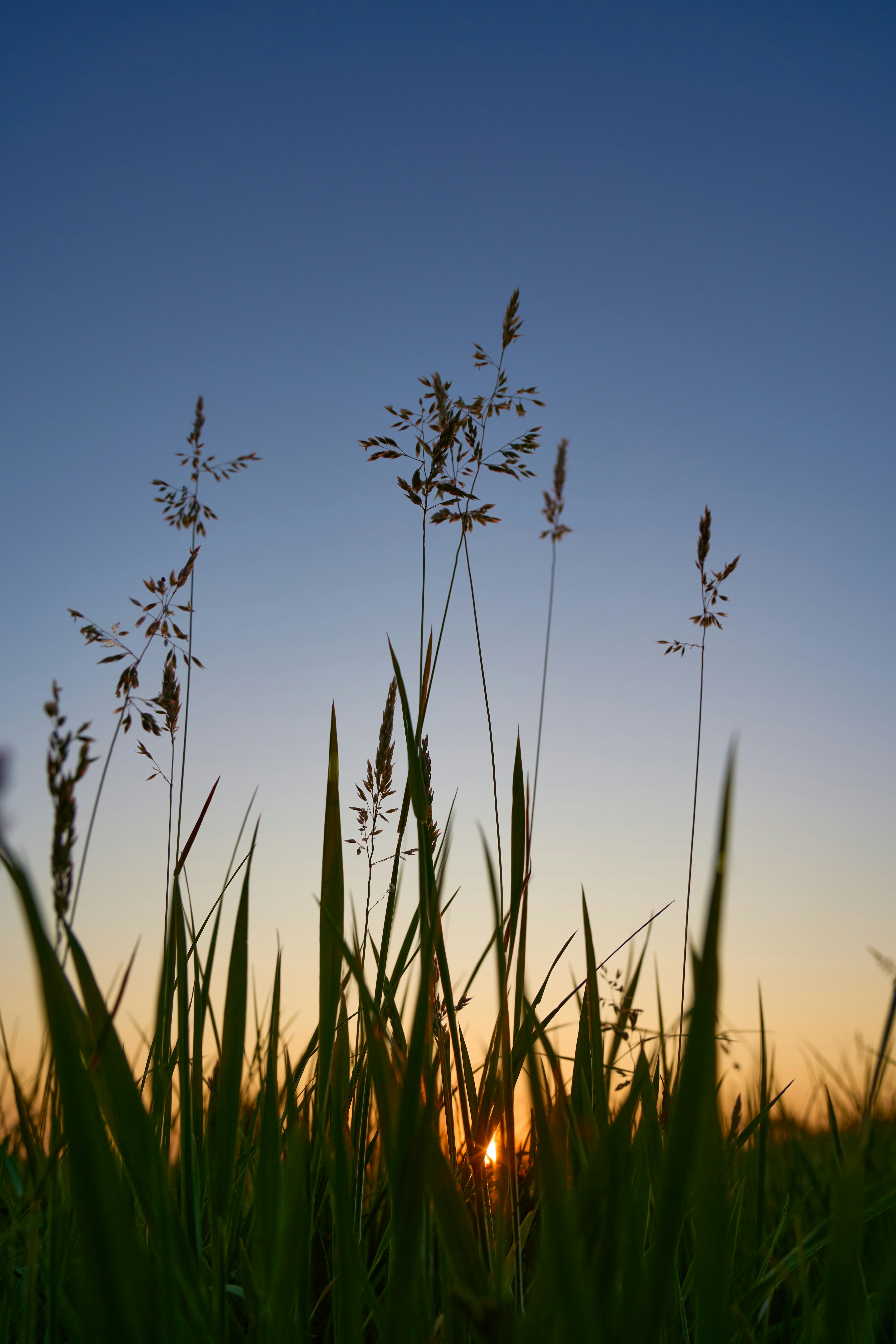 Photo by wolfgang_hasselmann