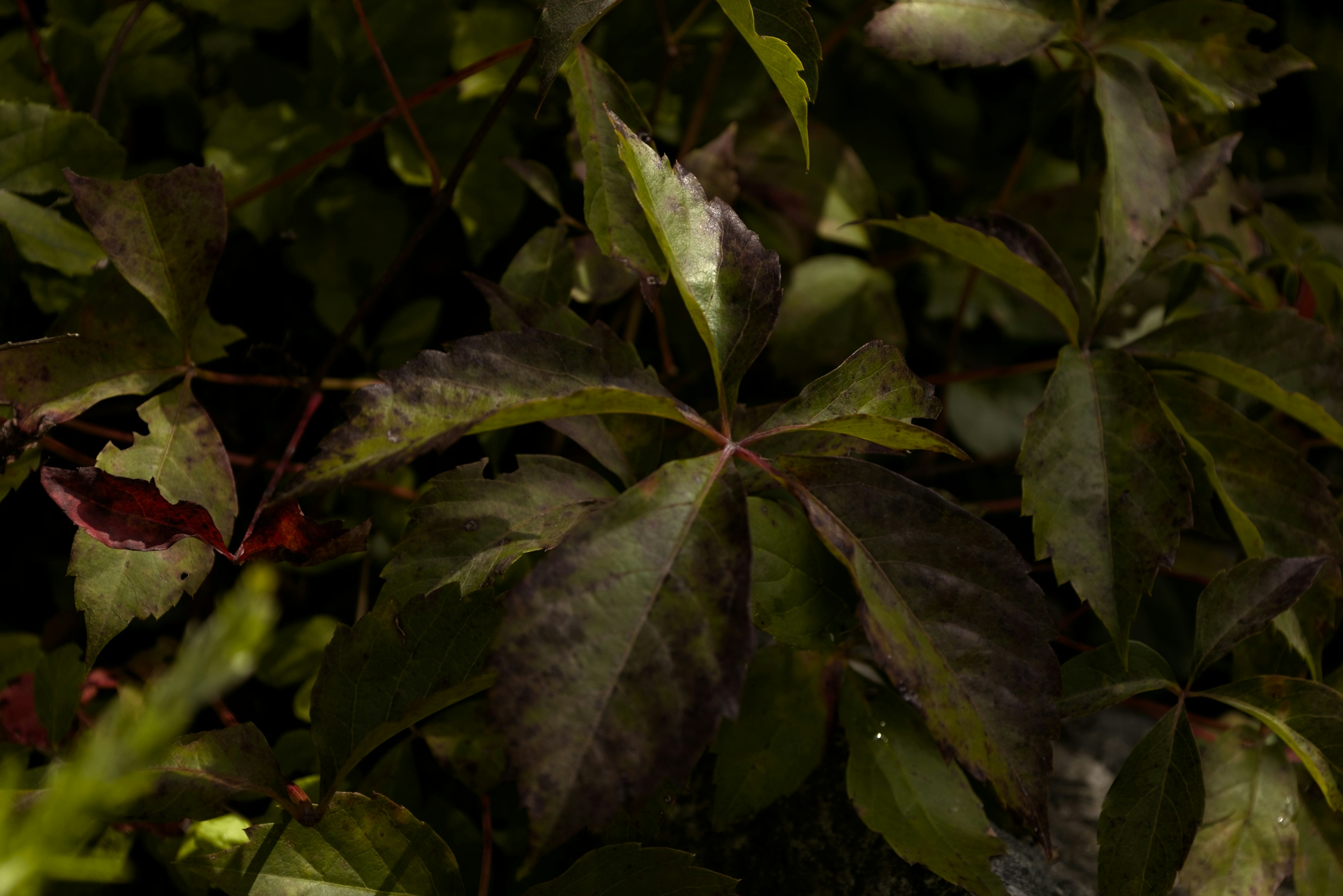 Photo by sherebiahtishbi