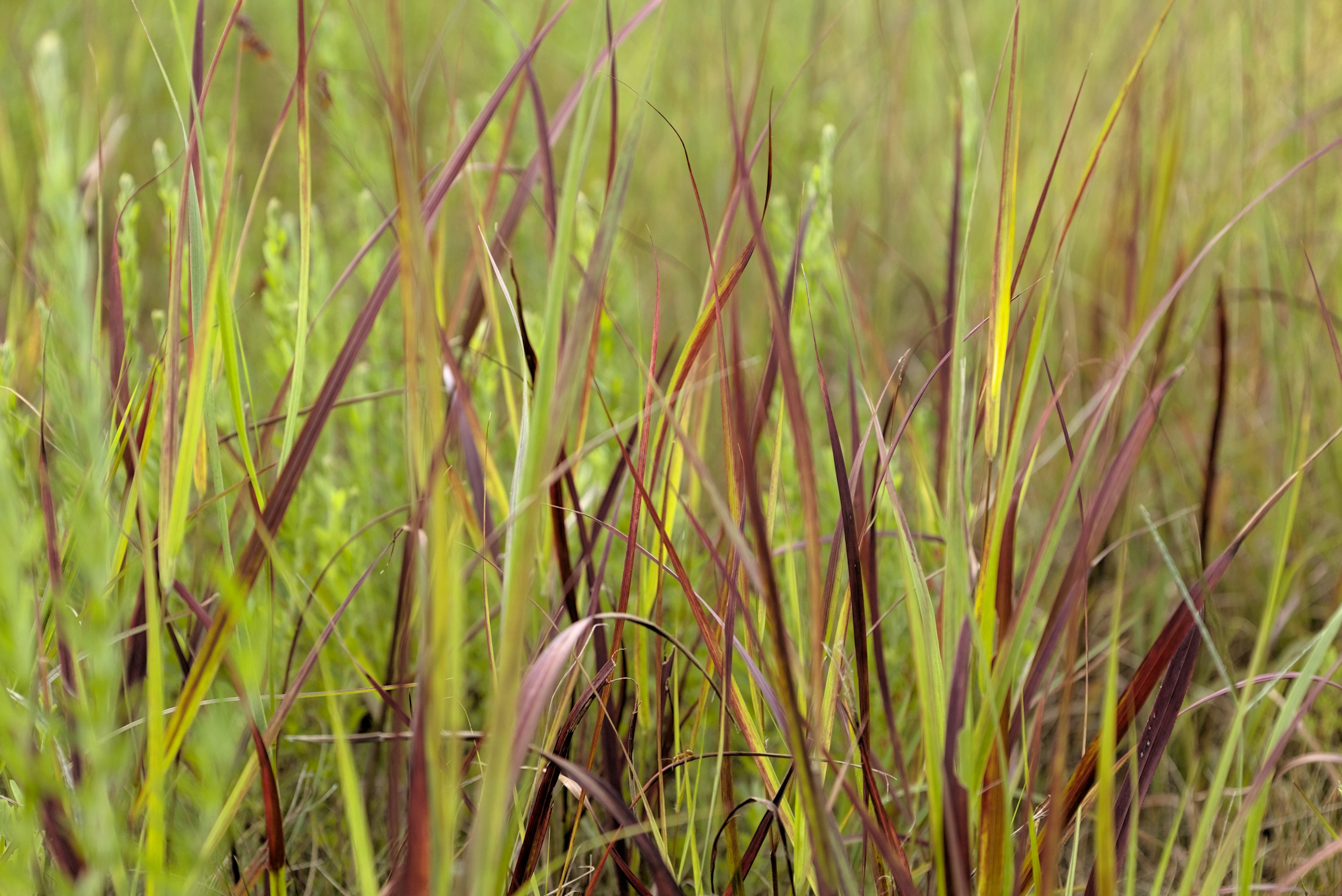 Photo by sherebiahtishbi