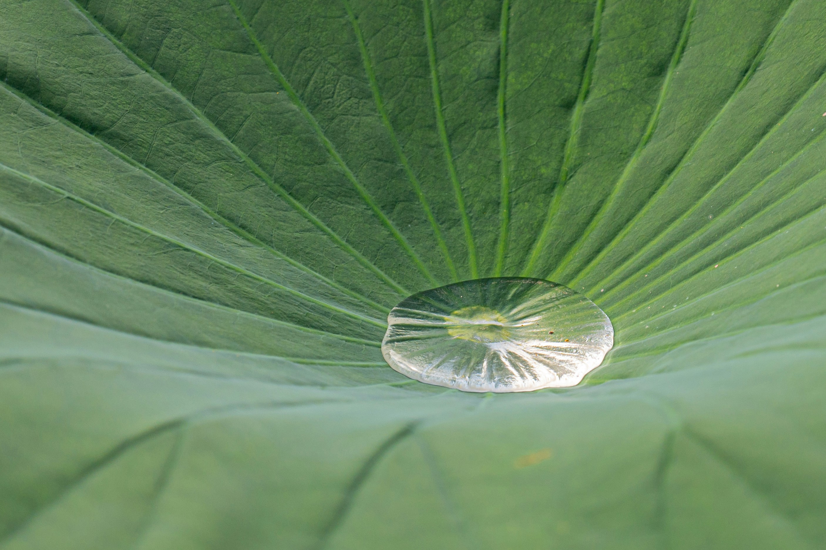 A close up of a green leaf with a drop of water on it