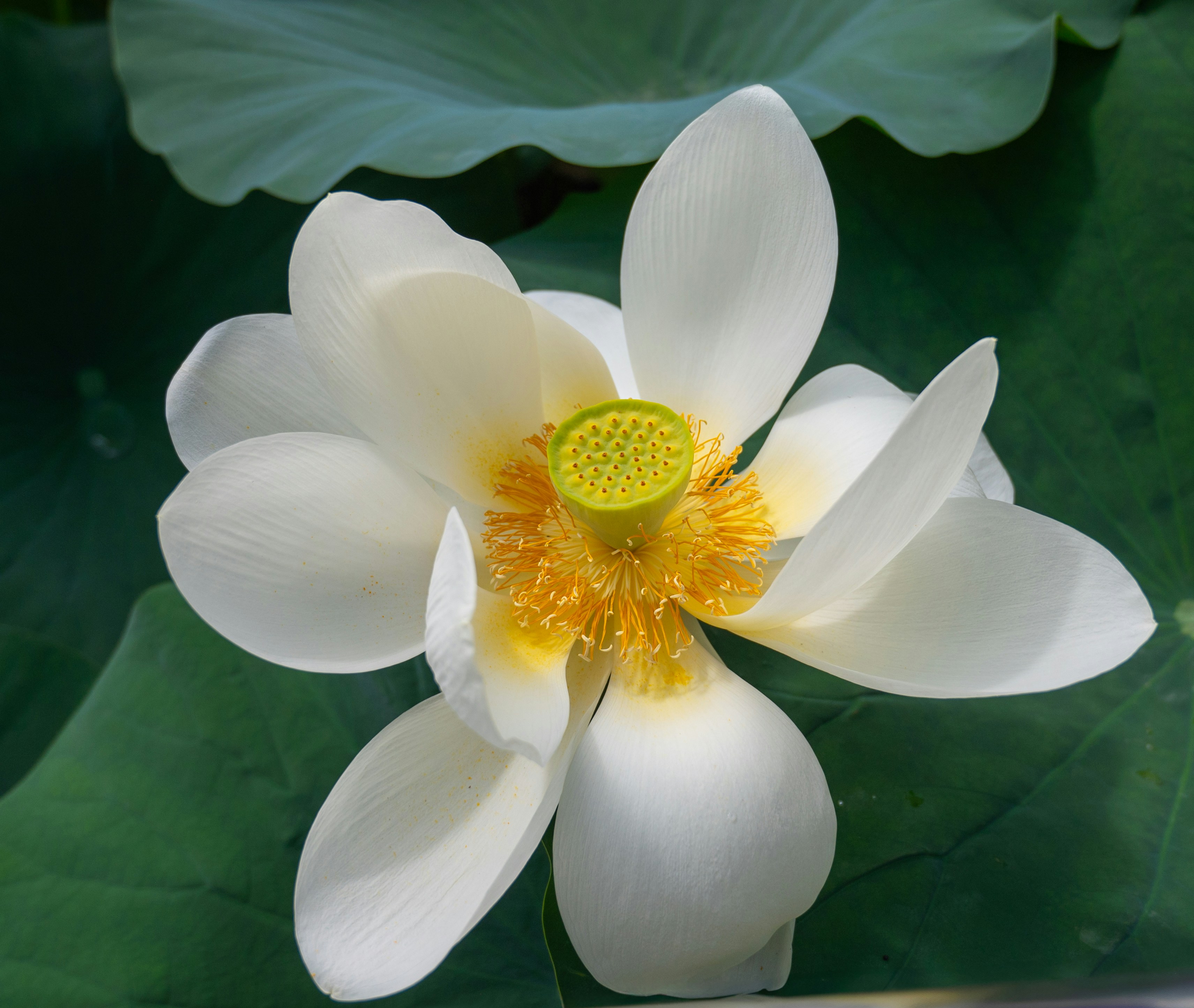 A white flower with a yellow center surrounded by green leaves