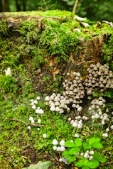 A group of mushrooms growing out of a mossy log