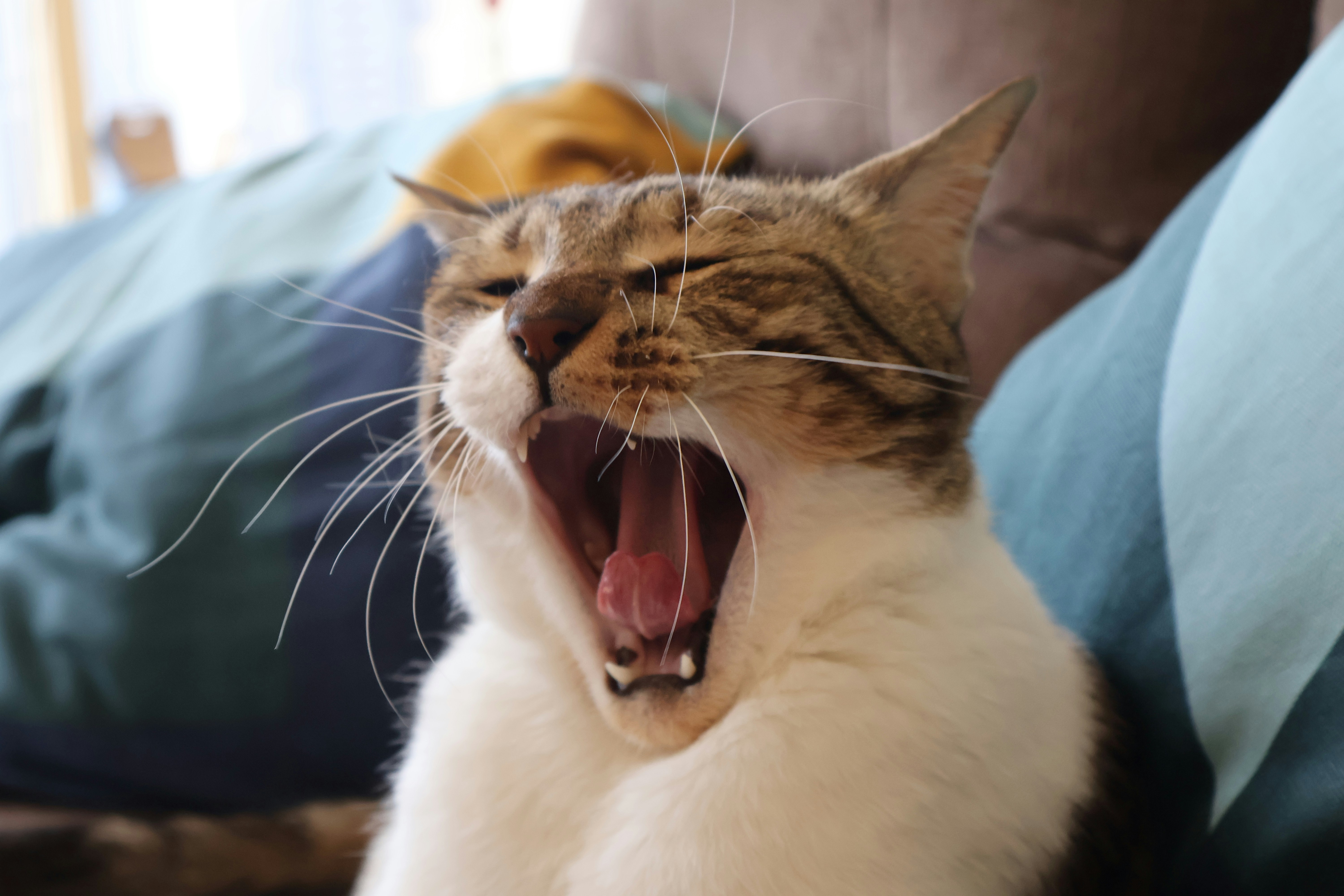 Photo by parichha_rashni