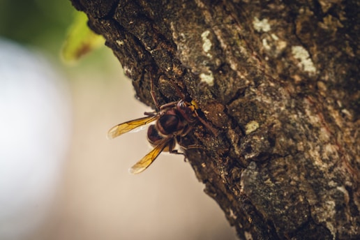 A close up of a bee on a tree