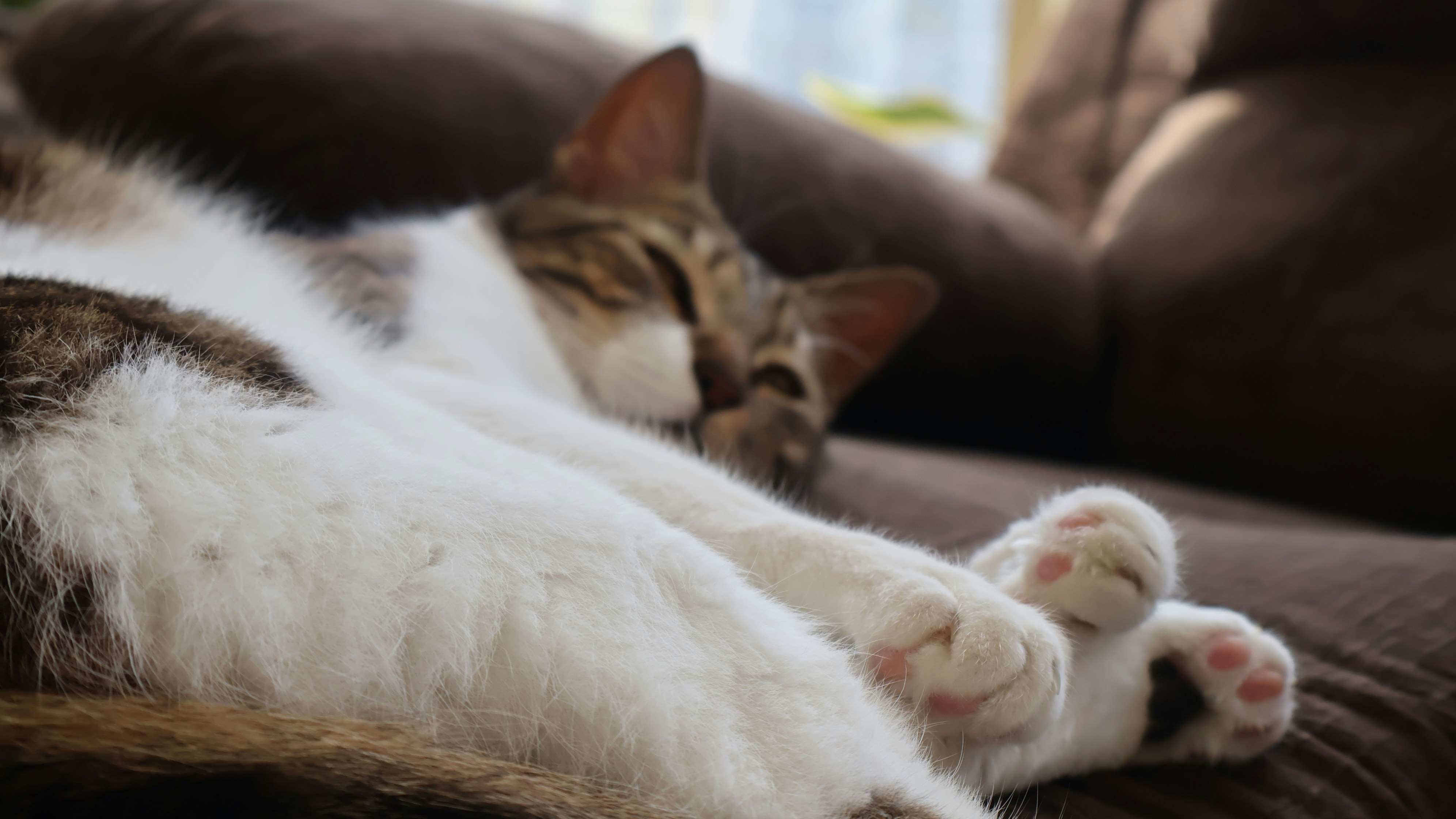 Photo by parichha_rashni