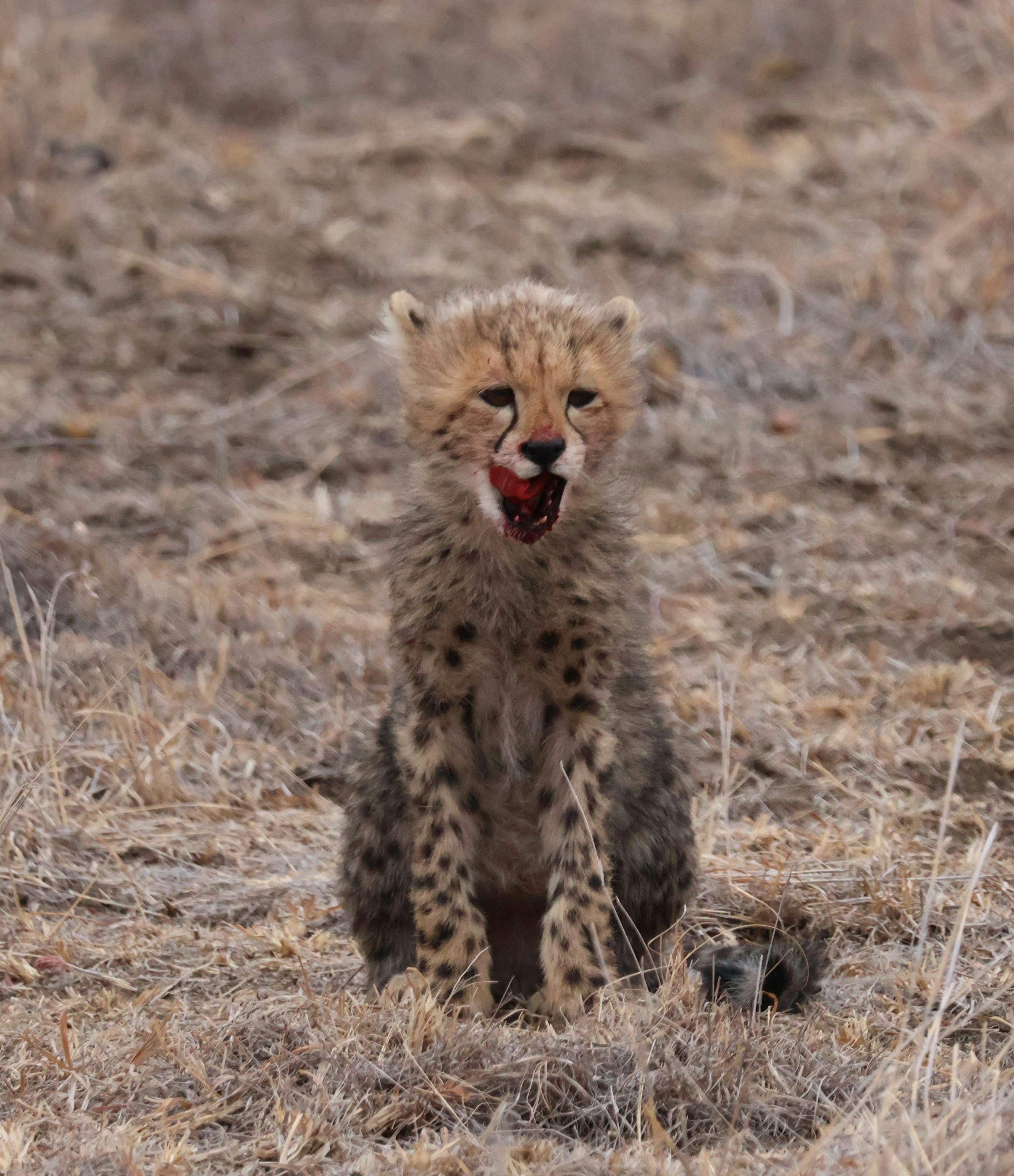Cheetah cub licking its mouth