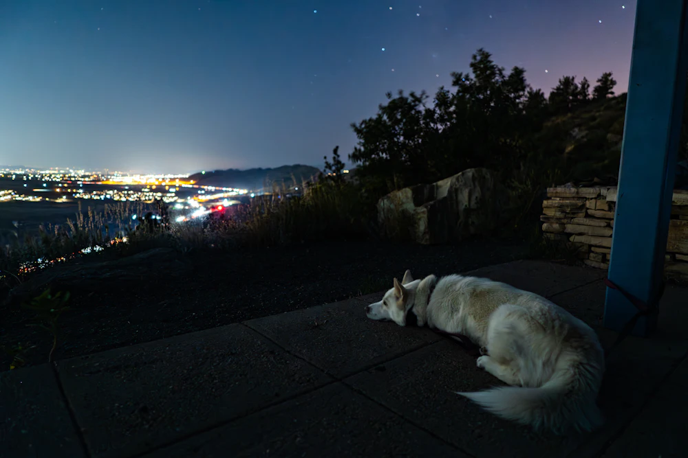 Chien blanc sous un ciel de nuit, photo d'illustration