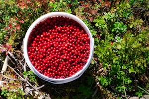 A bucket full of red berries sitting on the ground