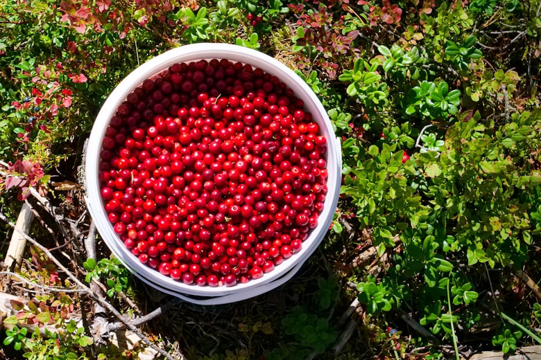 A bucket full of red berries sitting on the ground