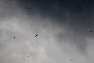 A flock of birds flying through a cloudy sky