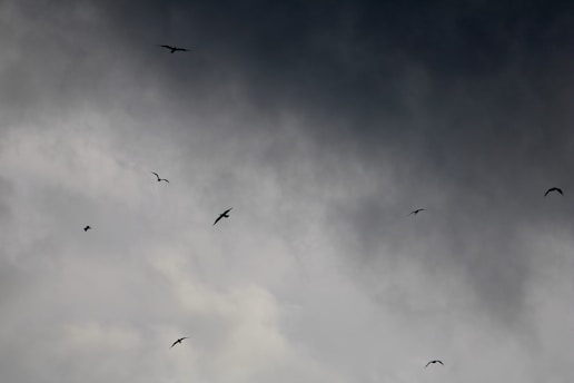 A flock of birds flying through a cloudy sky