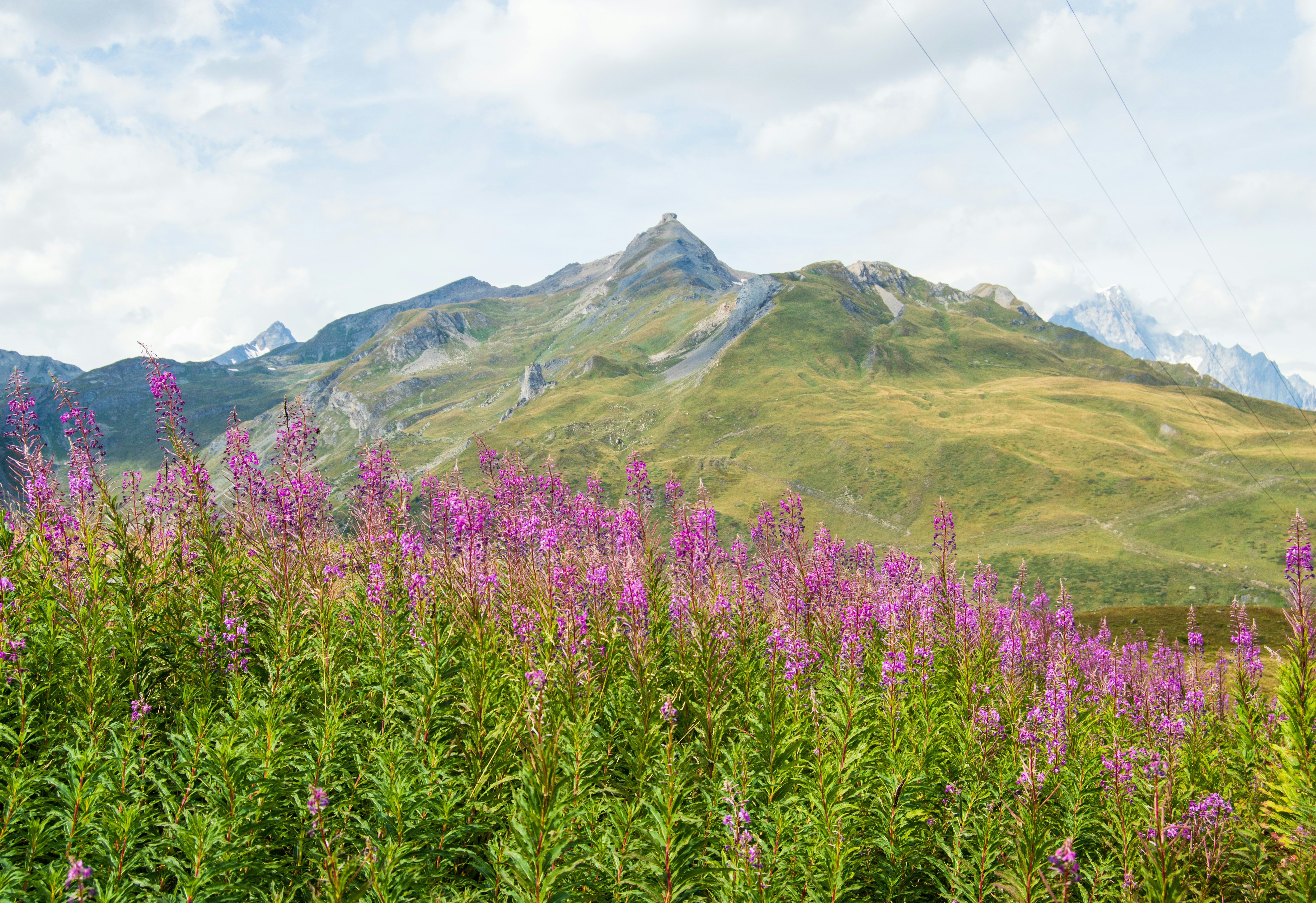 A field of purple flowers with a mountain in the background