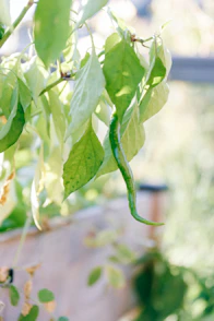 A close up of a green plant with leaves