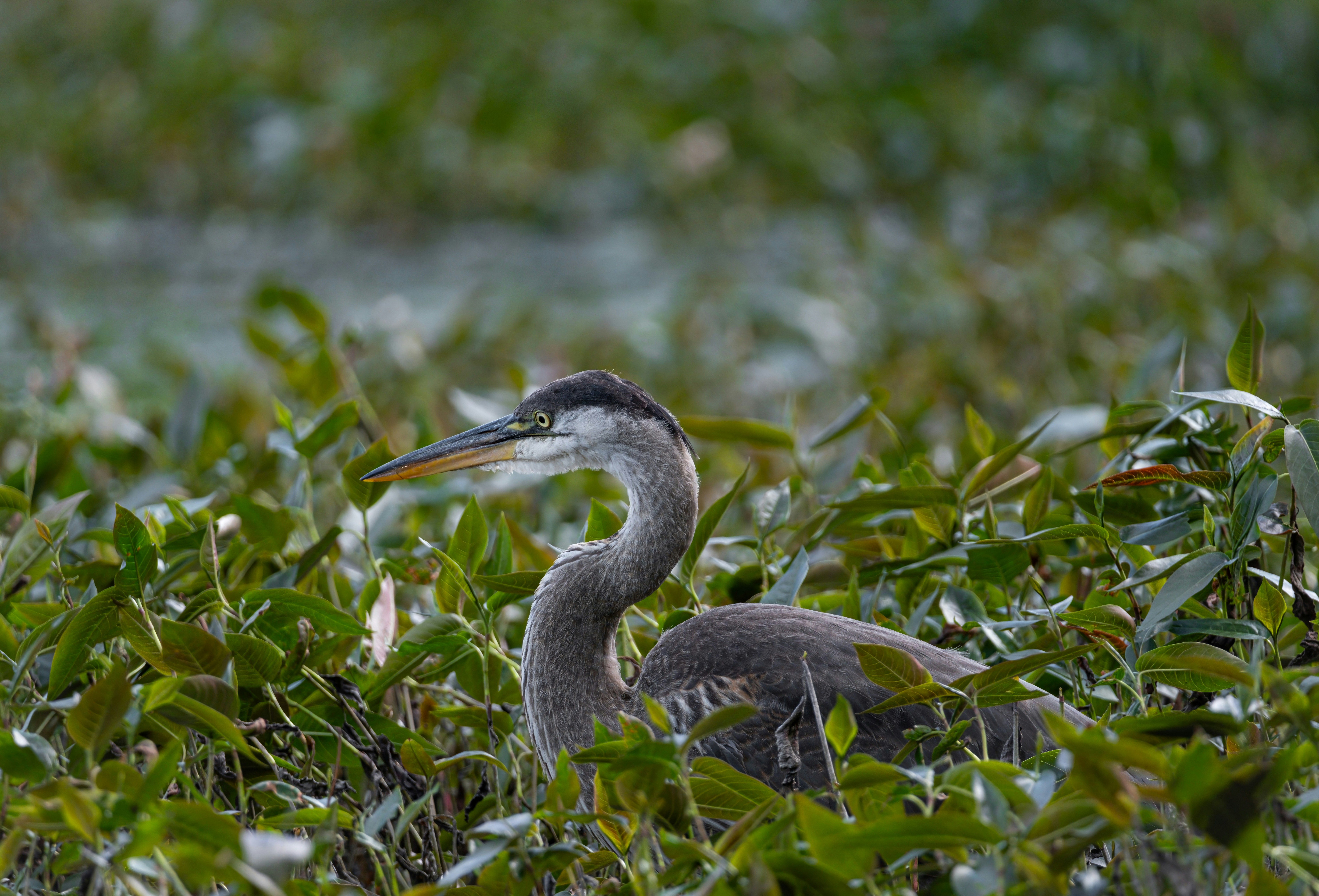 Photo by alexandredaoust