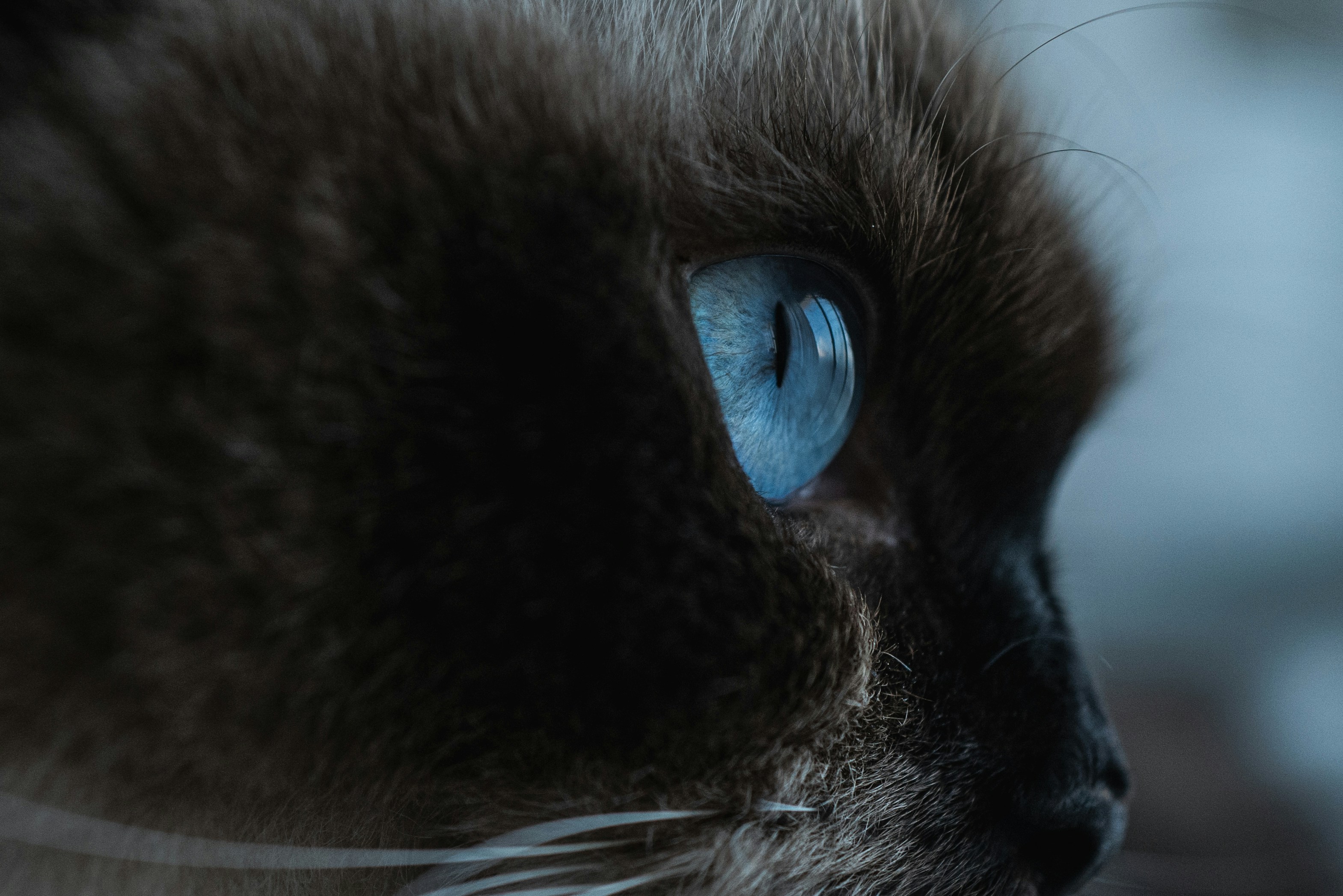 Ragdoll: Blue-Eyed Beauties with Floppy Charm (image credits: unsplash)