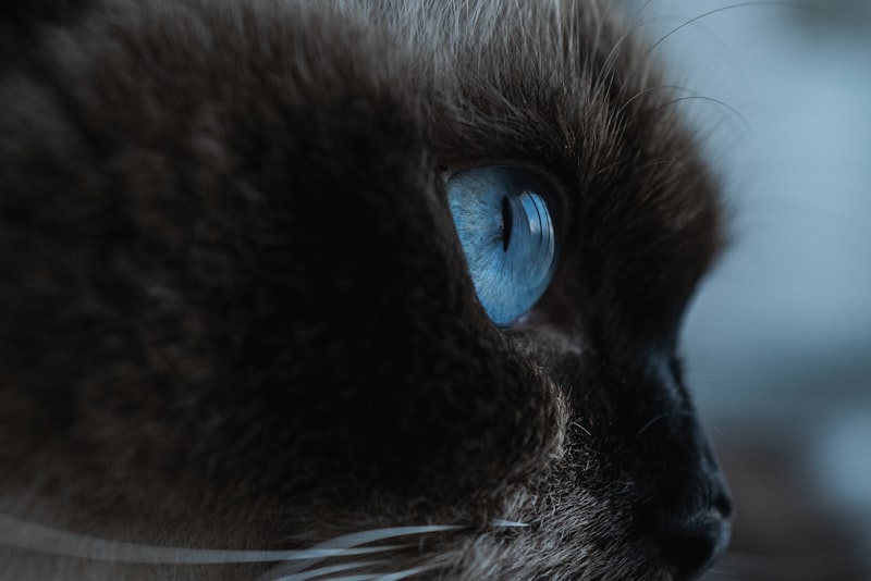 Primo piano di un gatto con occhi chiari