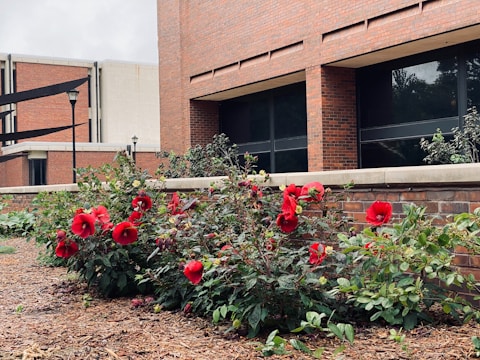 A bunch of roses that are in front of a building