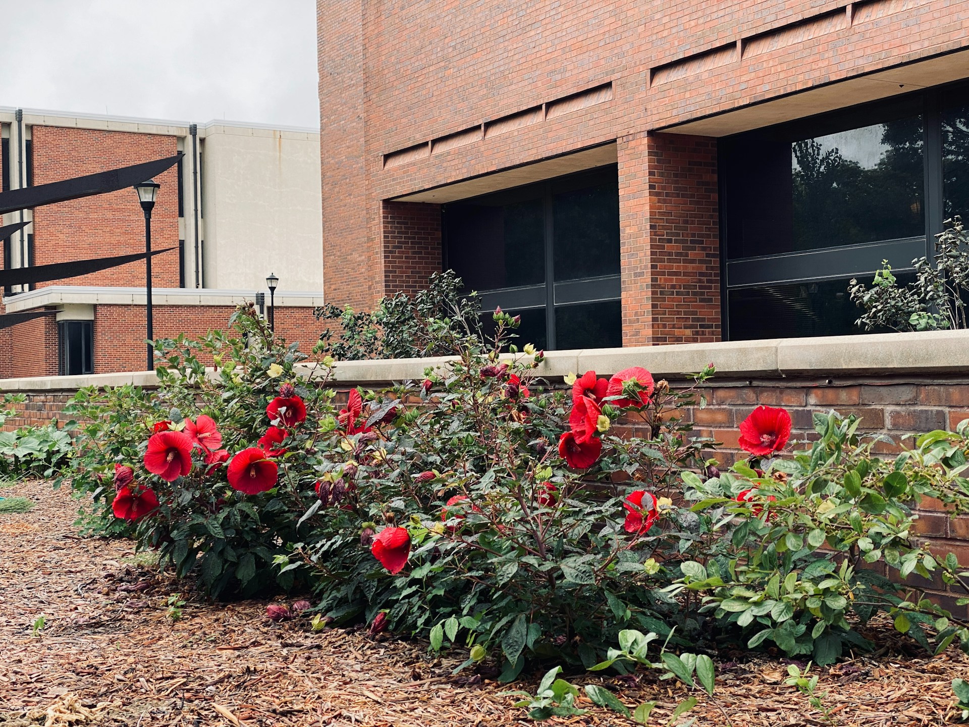 A bunch of roses that are in front of a building