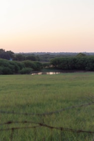 A field of grass with a fence in the foreground