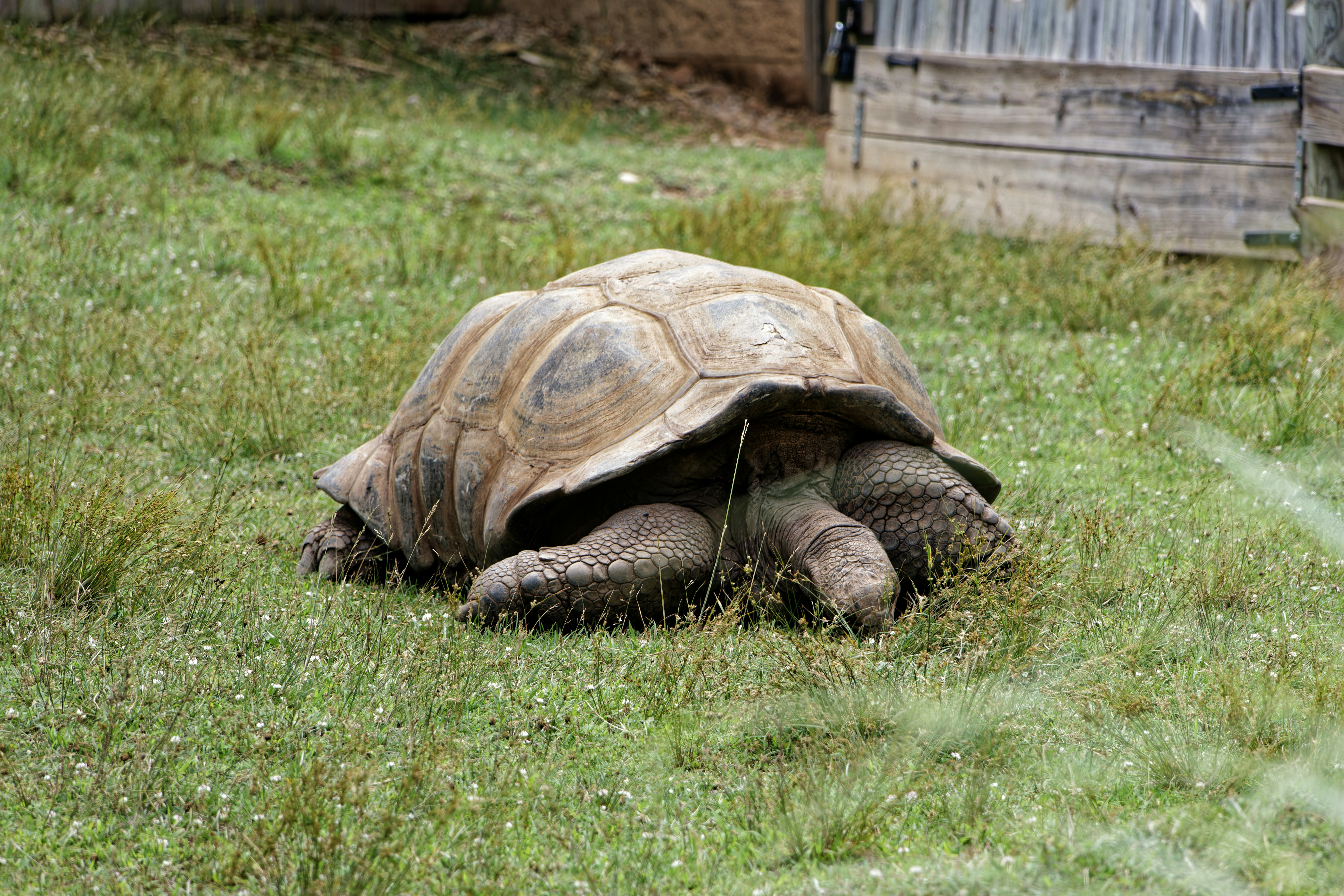 A large tortoise laying on top of a lush green field