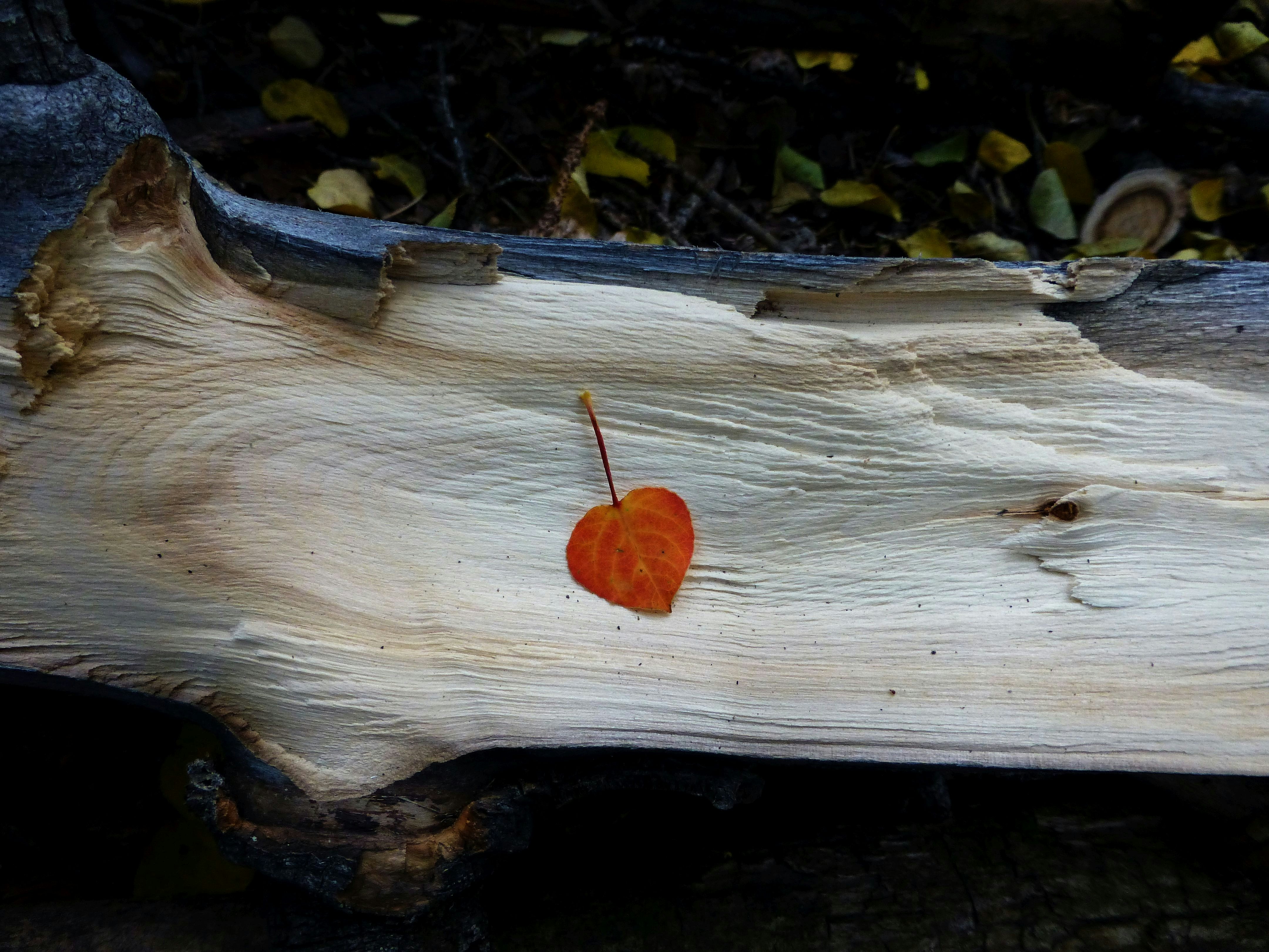 A piece of wood with a heart on it