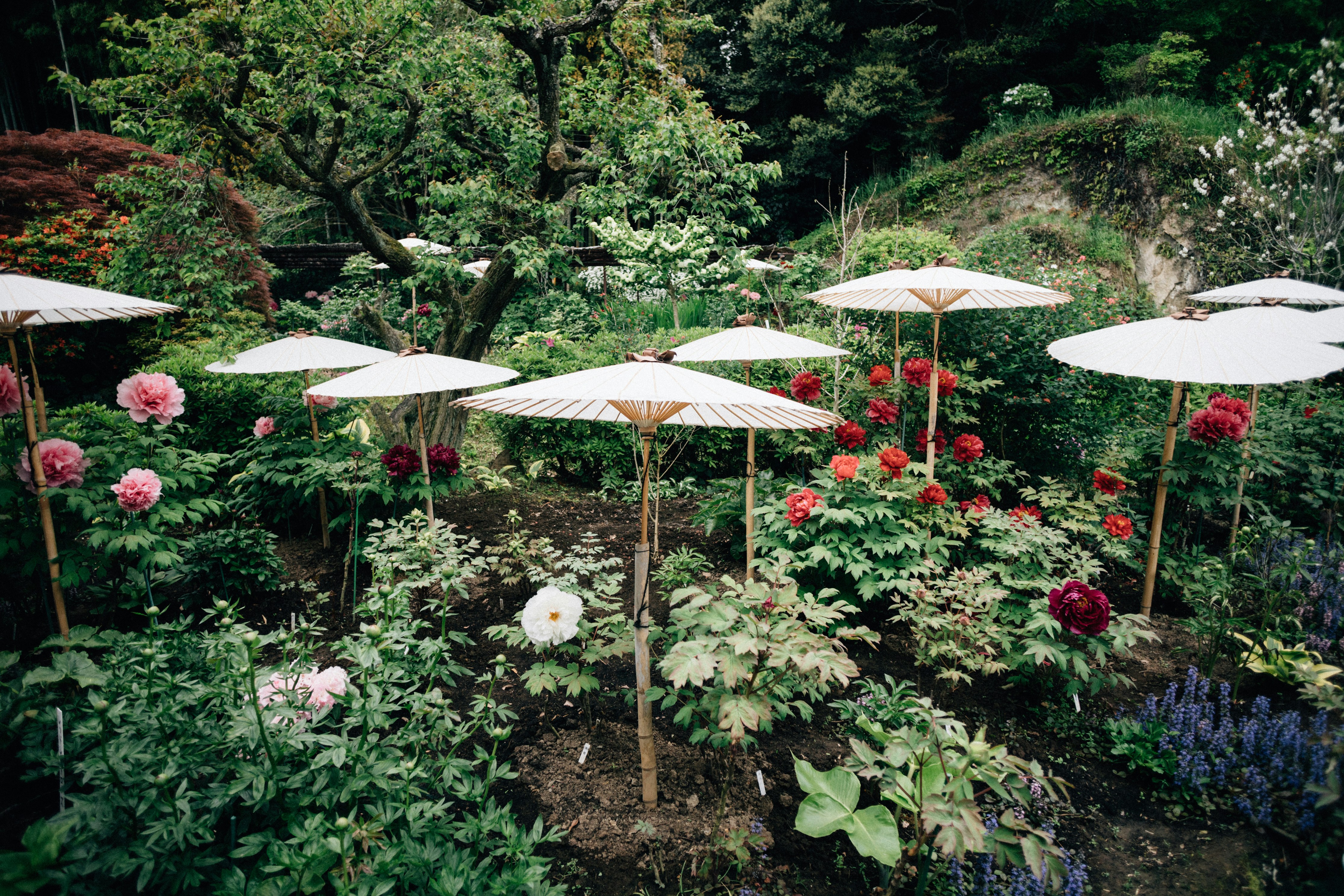 japanese patio umbrella Amazon.com : Aqkgtj Retro Yellow Outdoor 7×8ft, Chinese Round Shanghai Garden Parasol, Handmade Oil Paper Umbrella, Waterproof, UV Protection Sunshade for Yard, Balcony : Patio, Lawn & Garden Japanese garden