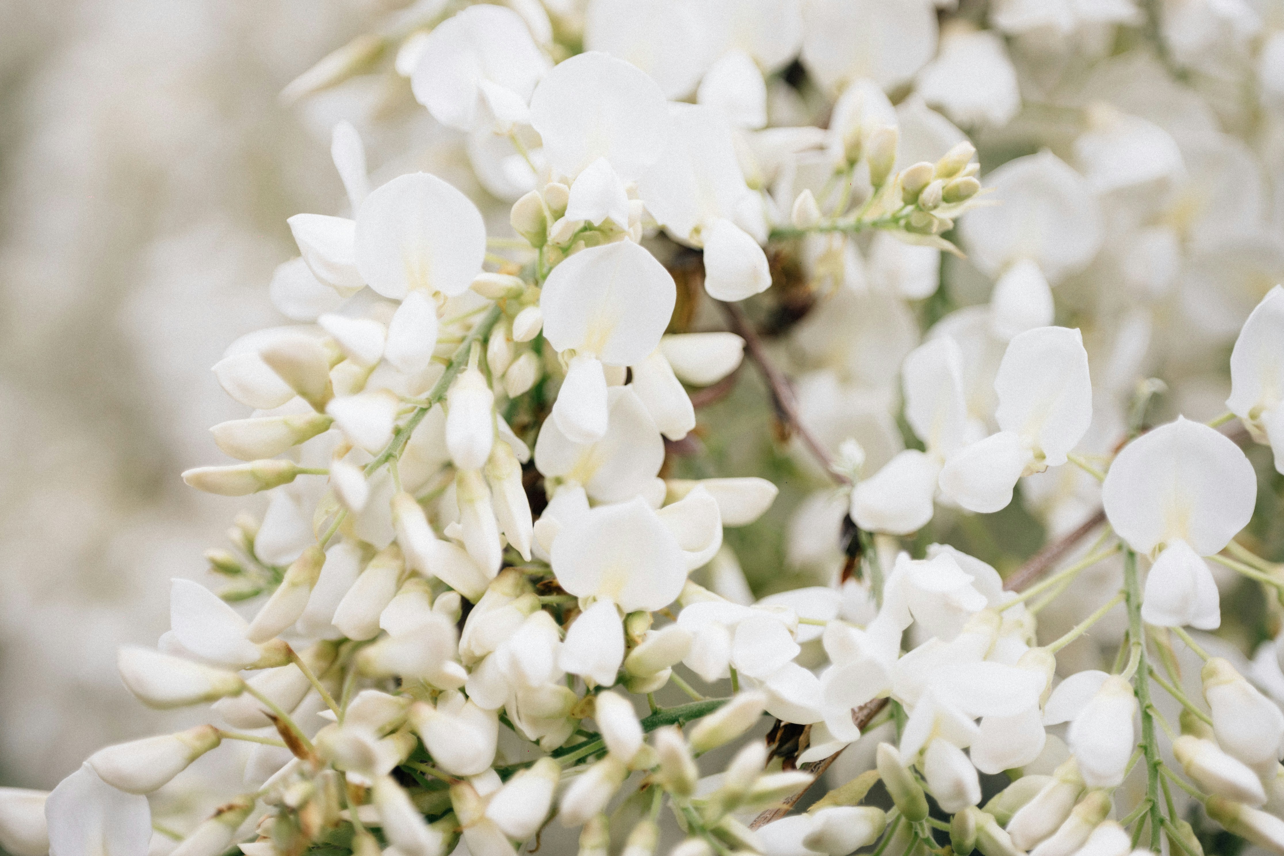 Photo by tsuyoshikozu