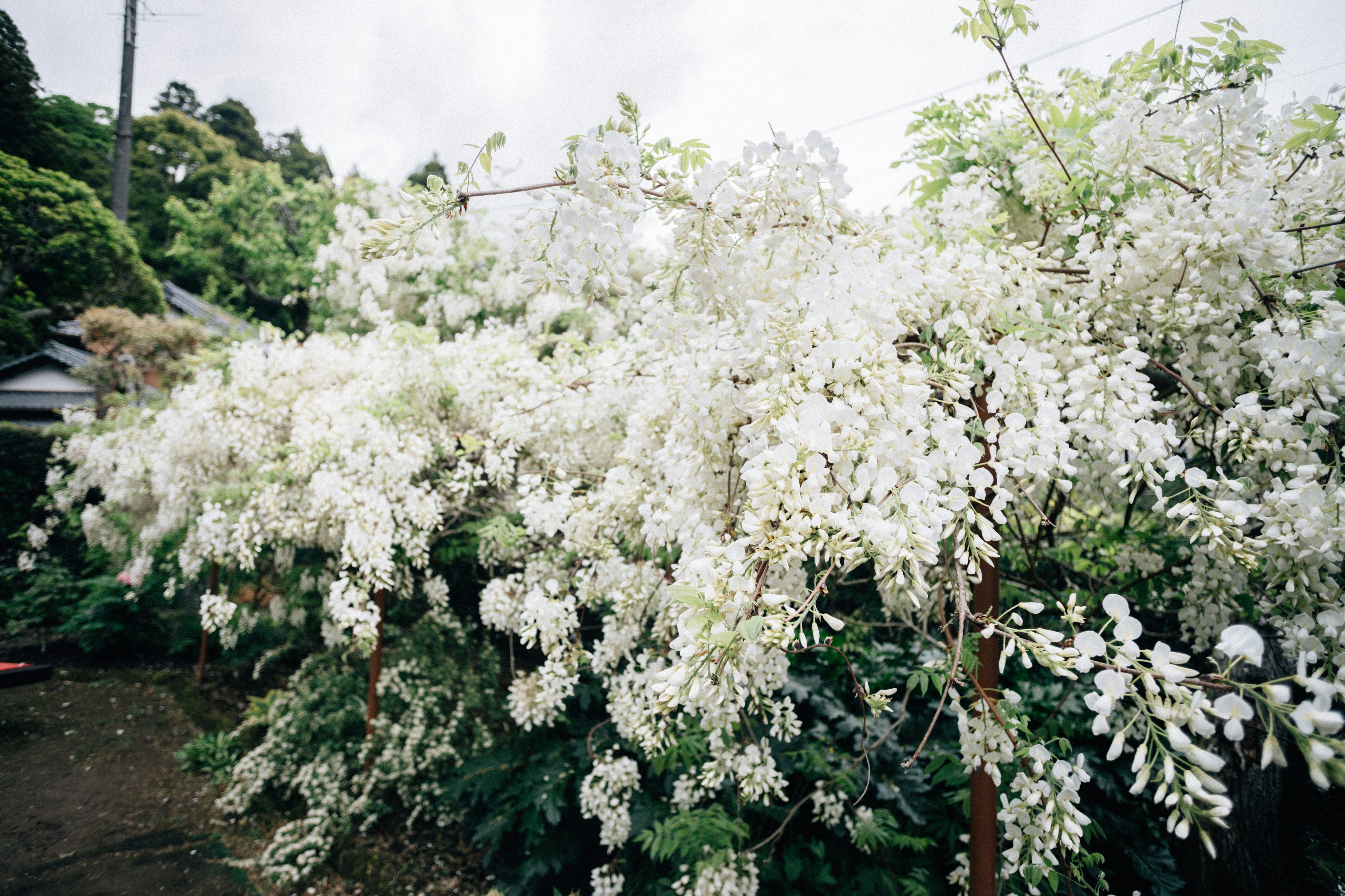 Photo by tsuyoshikozu