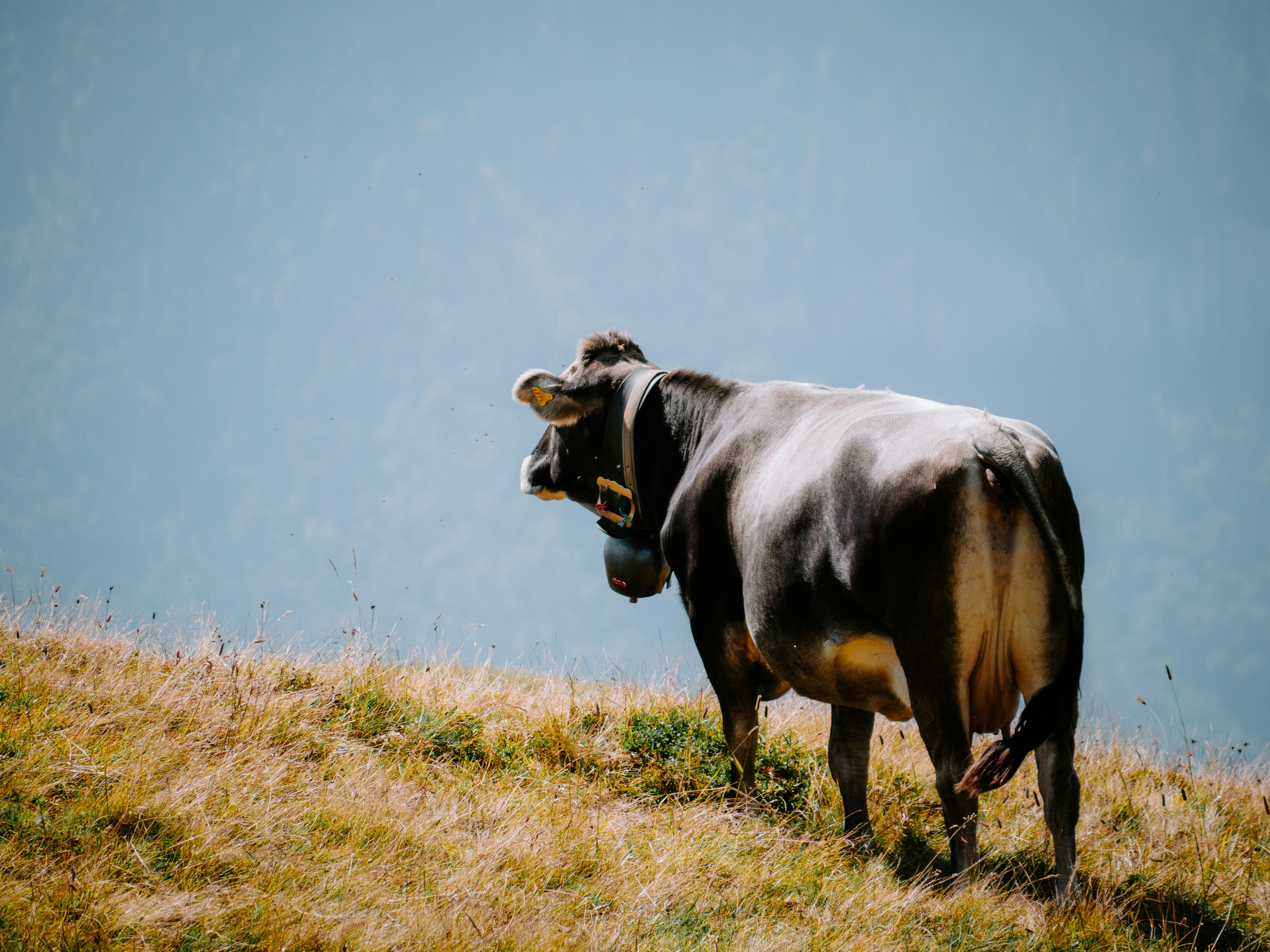 Photo by bengrayland