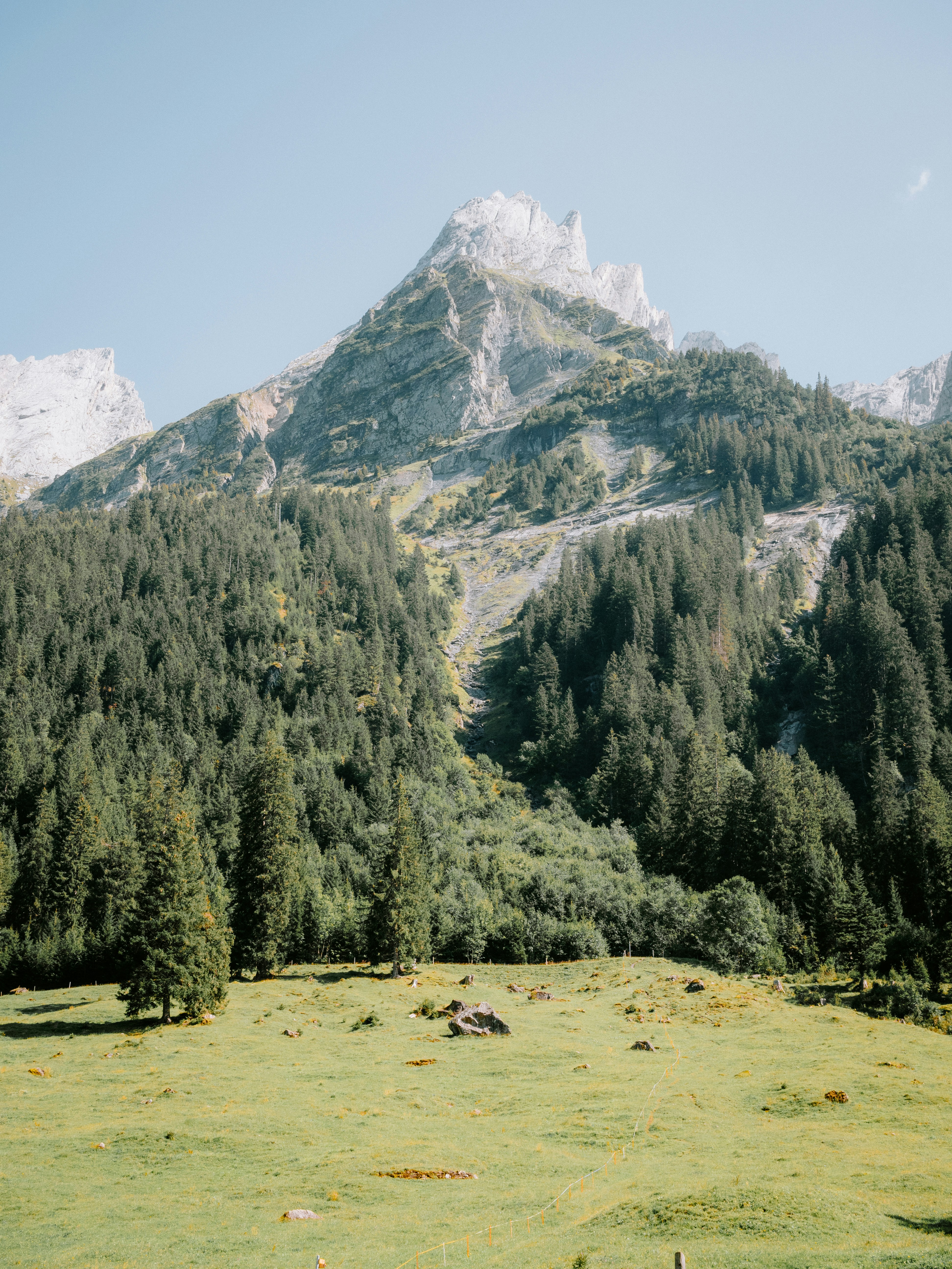 A grassy field with trees and mountains in the background