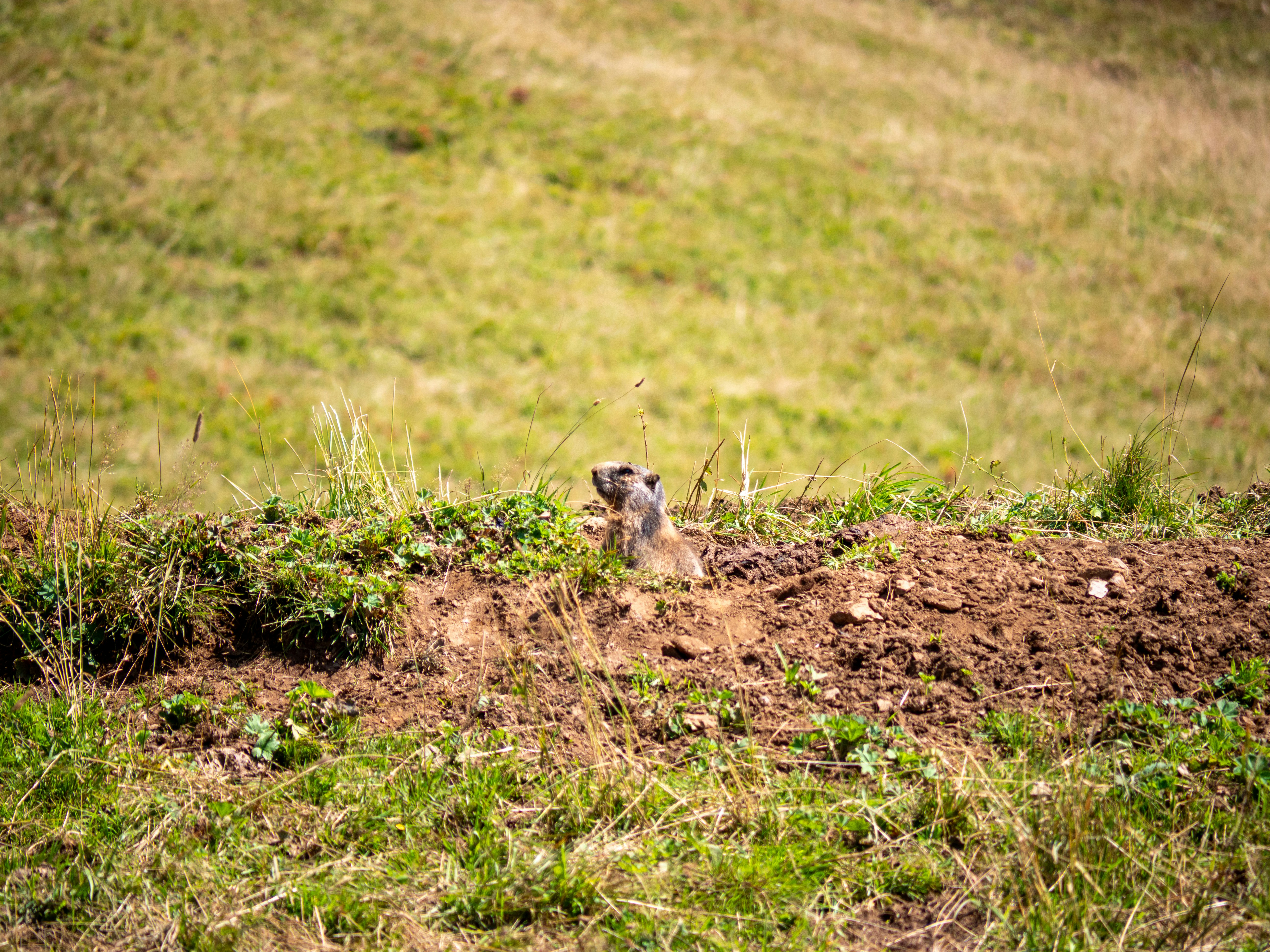 Un petit animal qui se tient dans la terre