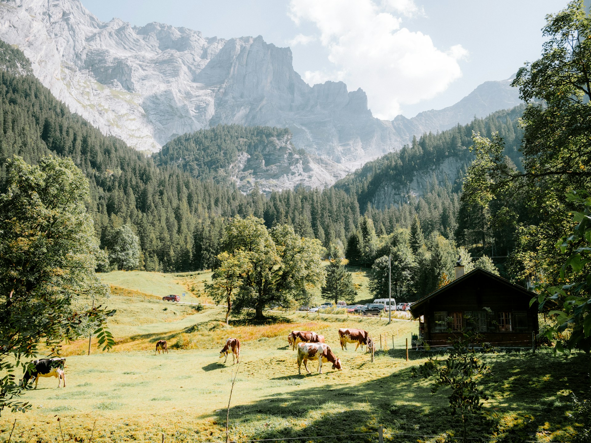 A herd of cattle grazing on a lush green hillside