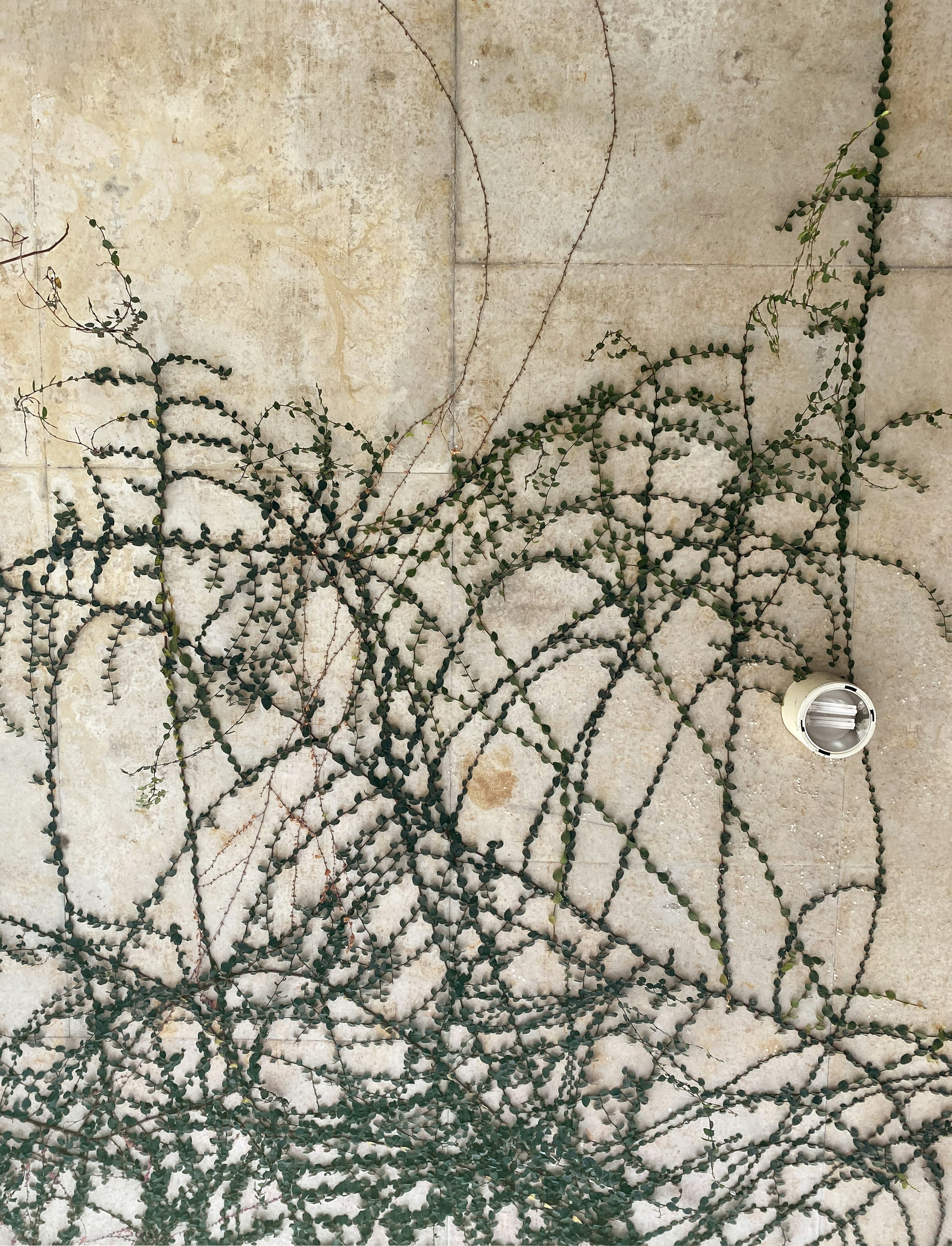 Um cacho de trepadeiras que estão do lado de uma parede