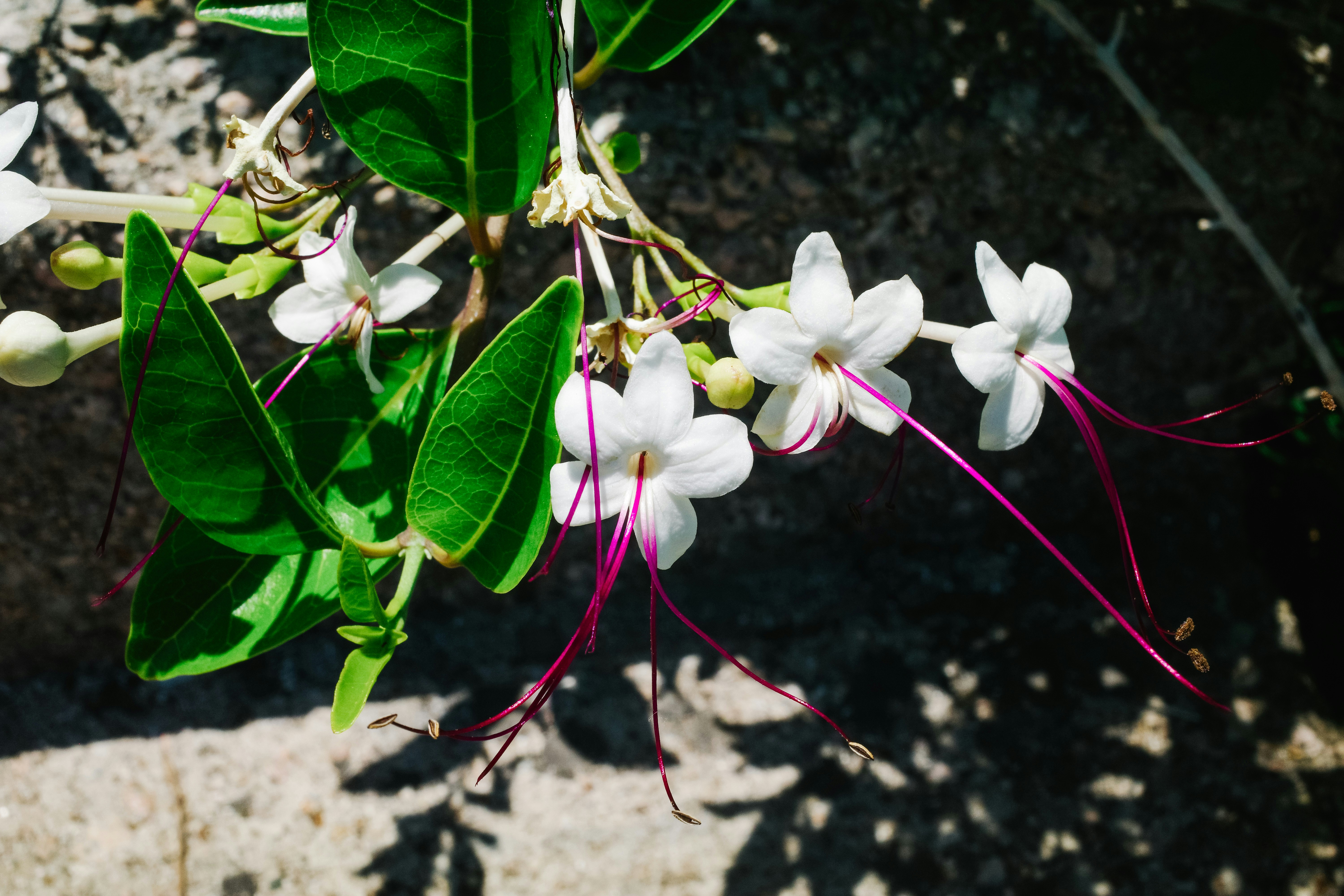 Photo by dickenslin76