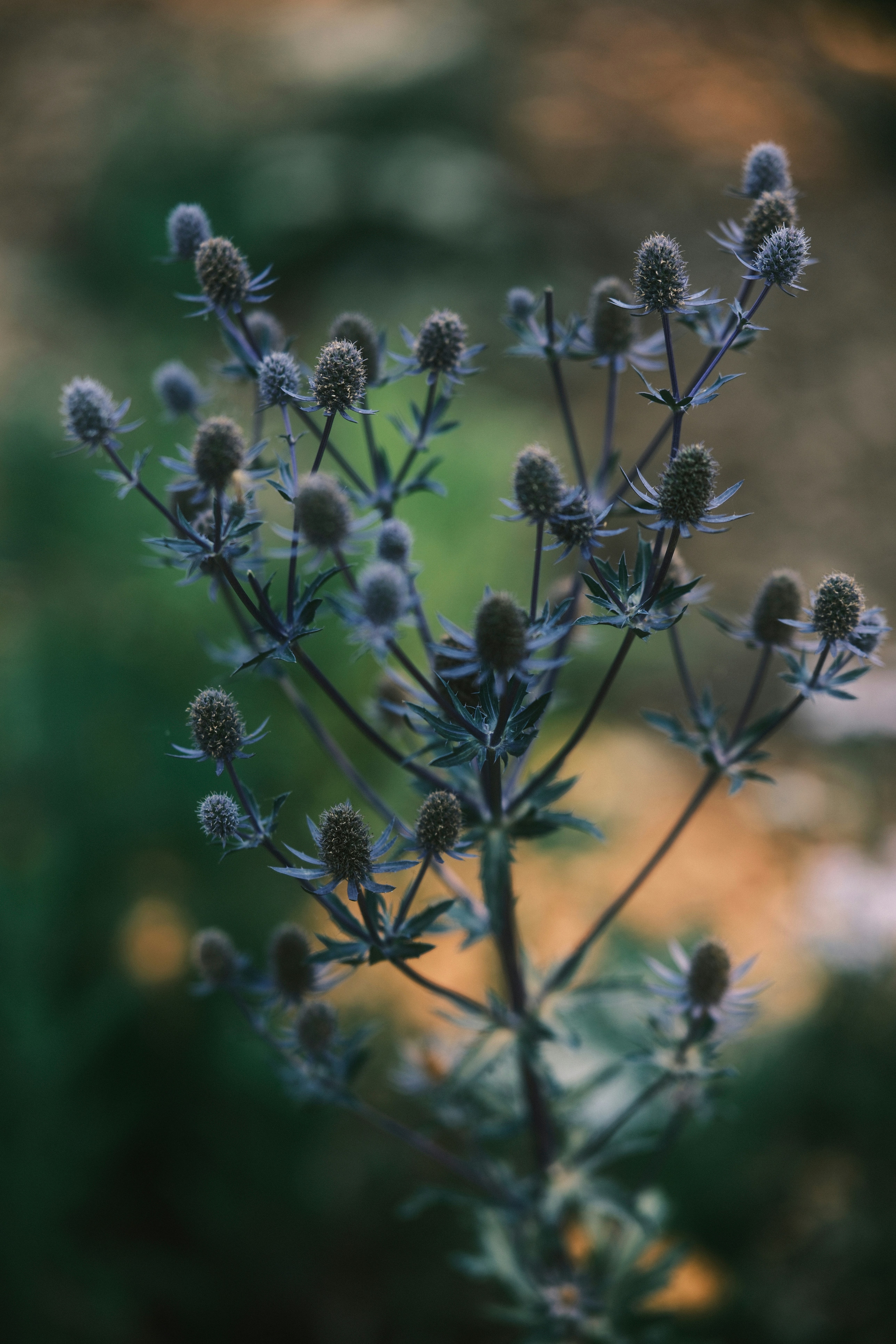 Photo by ginkgoshutter