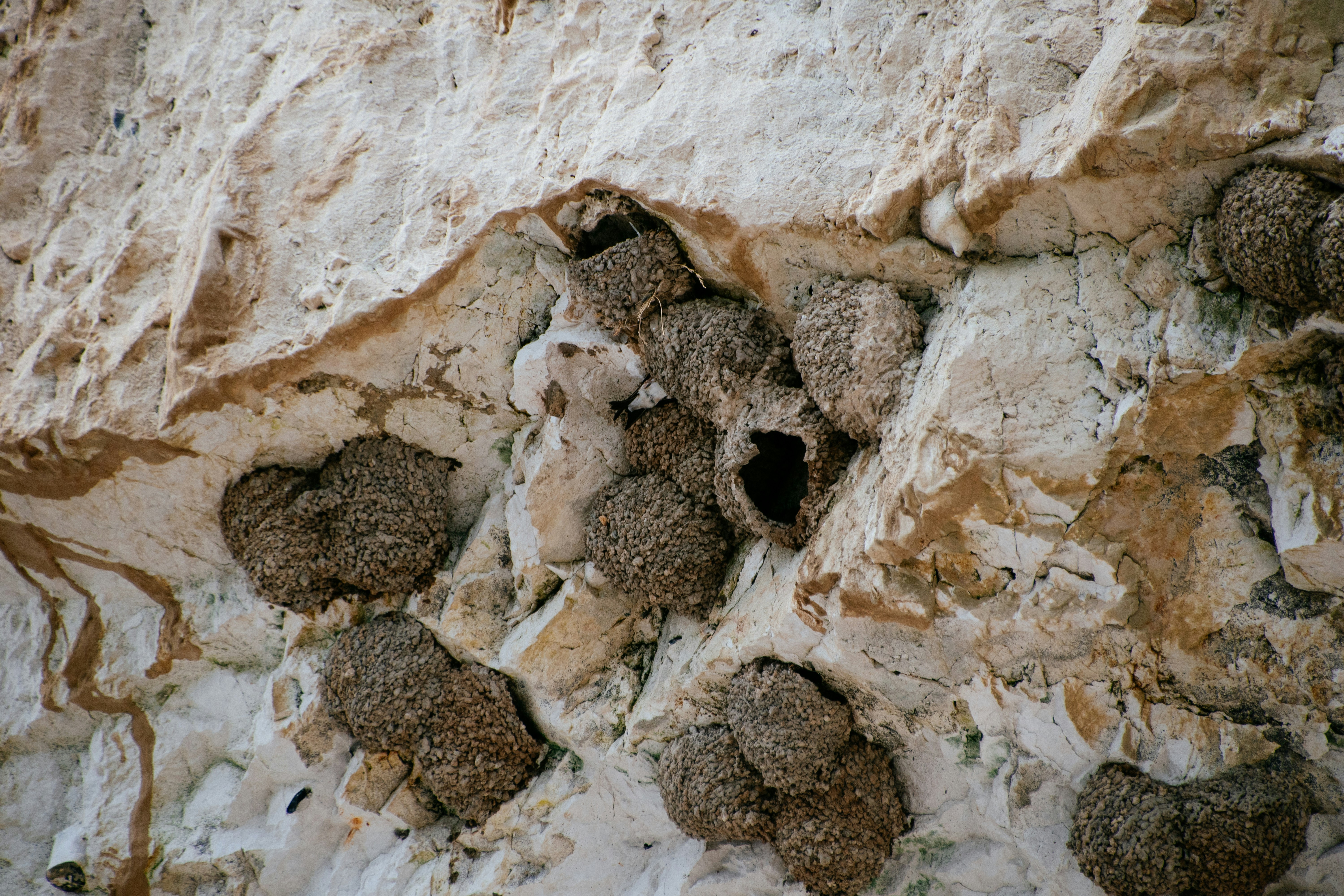 Inquilines: The Ultimate Nest Squatters (image credits: unsplash)